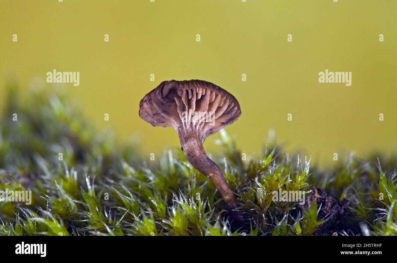 Piccoli funghi micena, tra i più piccoli funghi della natura, che crescono da conifere dannus e muschio nelle Cascade Mountains dell'Oregon centrale. Foto Stock