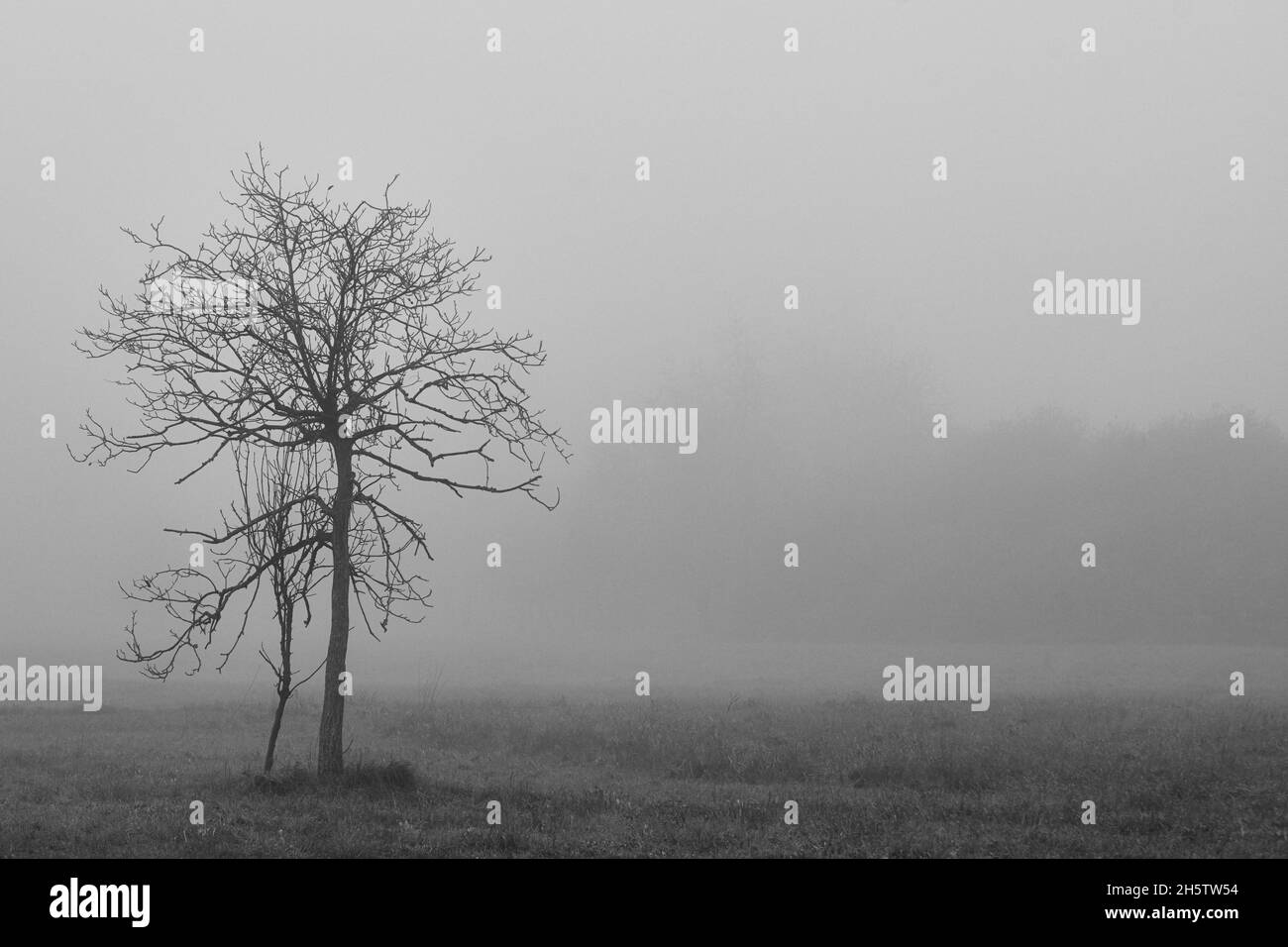 Piccolo albero nudo in campo di erba e forte nebbia. Foto Stock