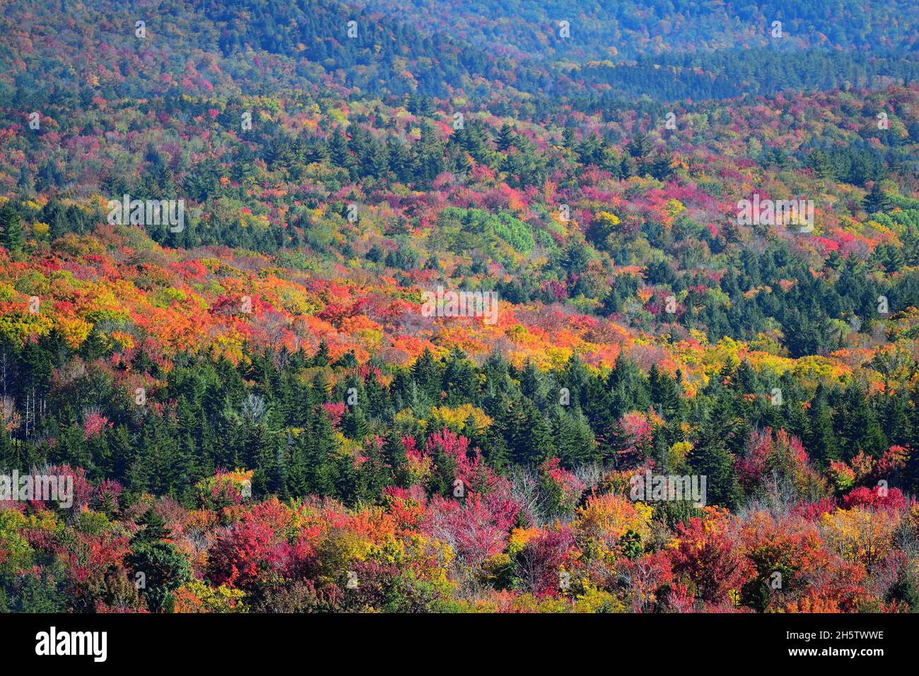Marlboro, Vermont, Stati Uniti. Il colore spettacolare si accende quando gli alberi lampeggiano i loro colori autunnali nell'area di conservazione della montagna di Hogback. Foto Stock