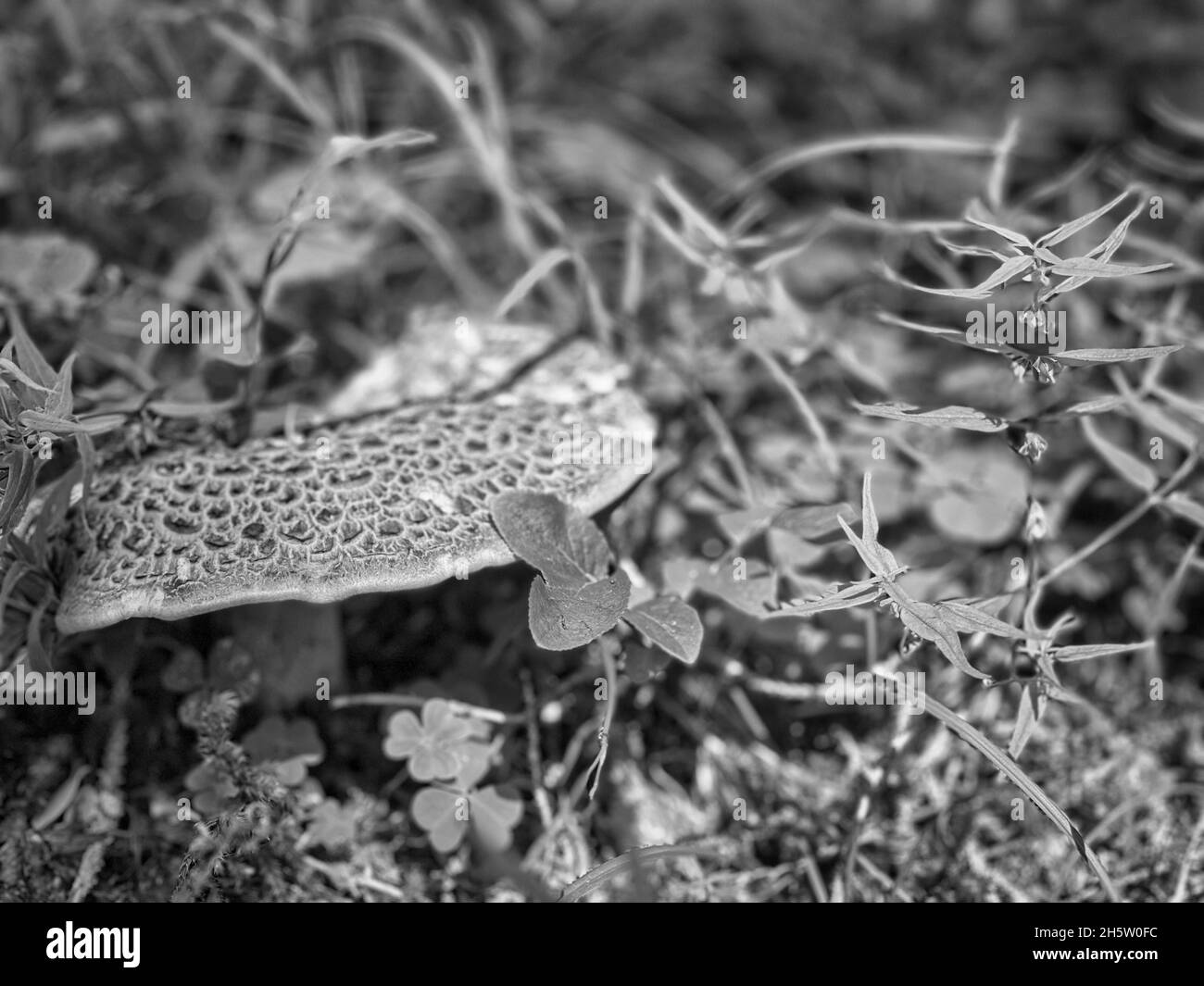 Scatto in scala di grigi di crescente fungo di tinder scaly Foto Stock