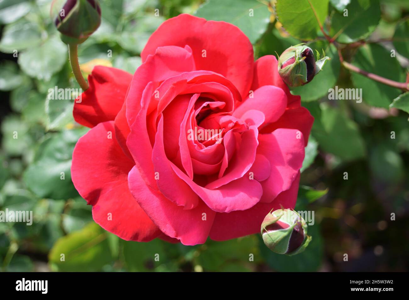 Primo piano di rosa rosa fiore singolo con foglie sullo sfondo e germogli. Foto Stock