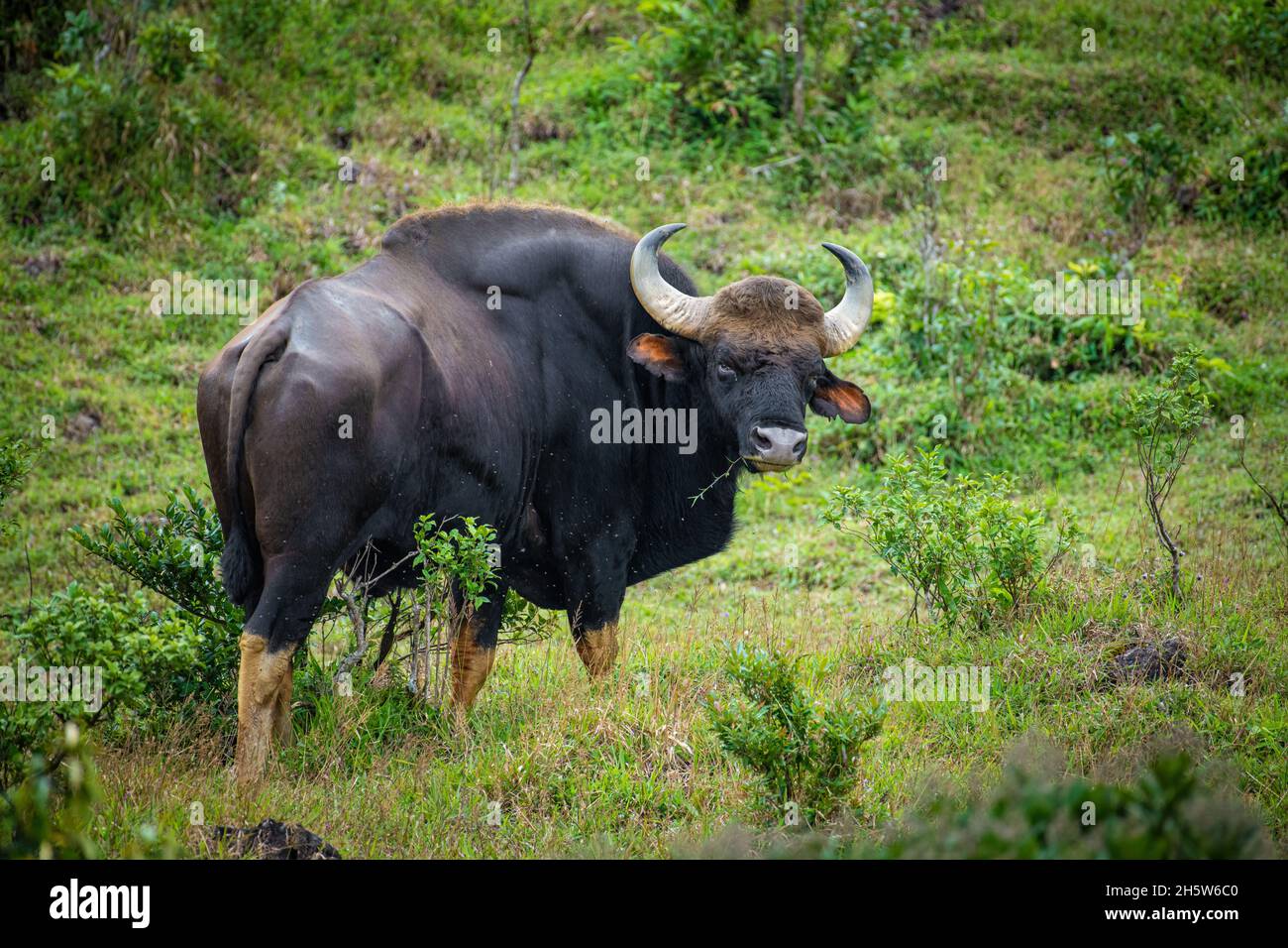 Il gauro, noto anche come bisonte indiano, è un bovino originario del sud e sud-est asiatico Foto Stock