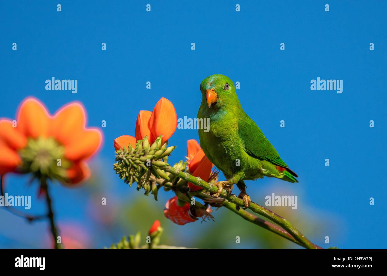 Pappagallo sospeso Vernal, uno dei pappagalli più piccoli dell'India. Foto Stock