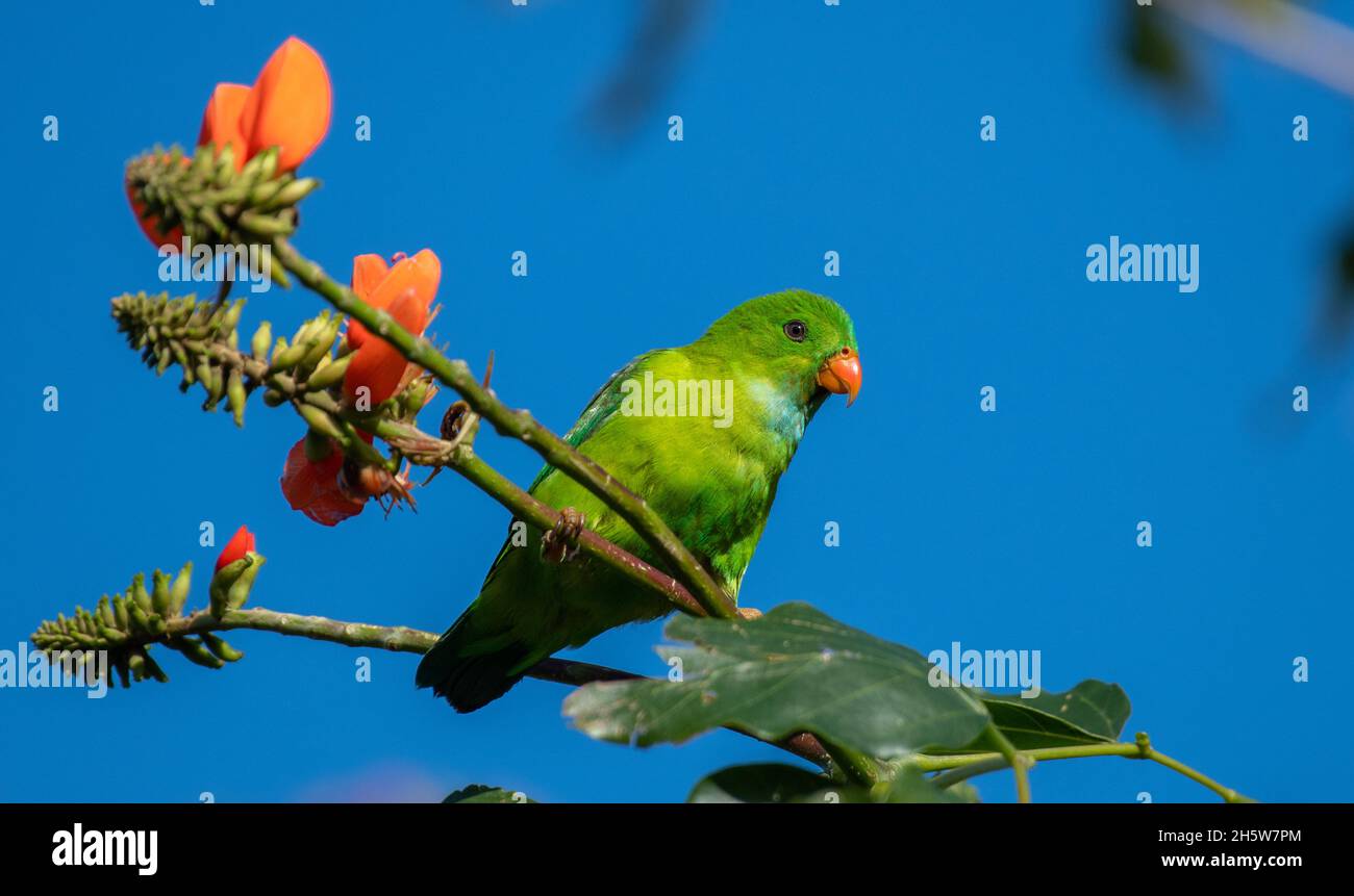 Pappagallo sospeso Vernal, uno dei pappagalli più piccoli dell'India. Foto Stock