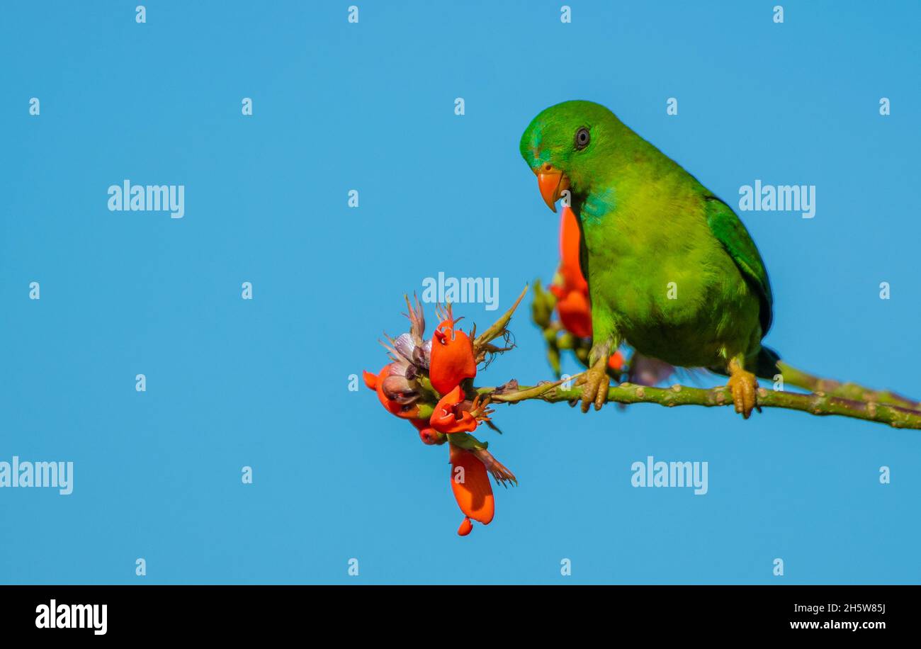 Pappagallo sospeso Vernal, uno dei pappagalli più piccoli dell'India. Foto Stock