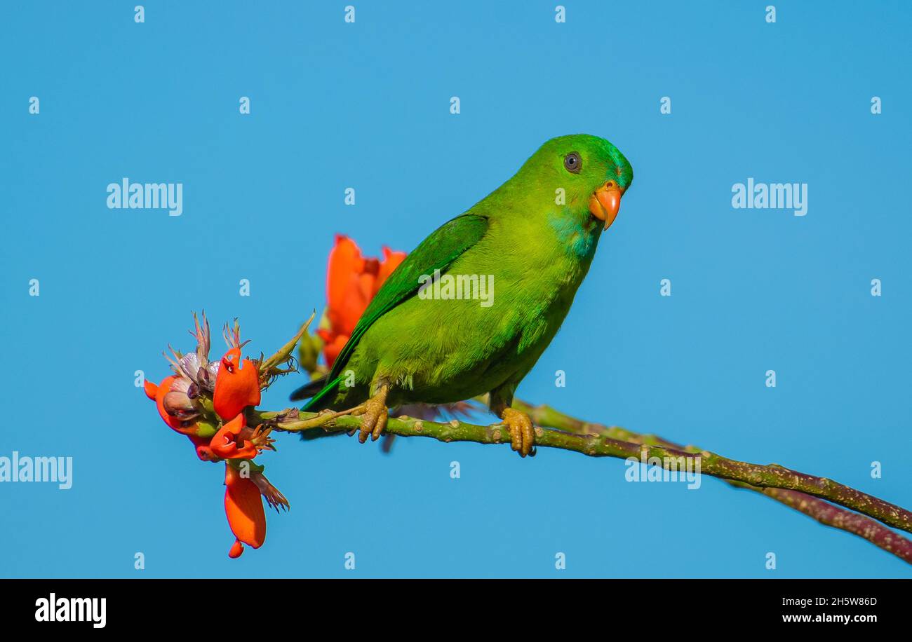 Pappagallo sospeso Vernal, uno dei pappagalli più piccoli dell'India. Foto Stock