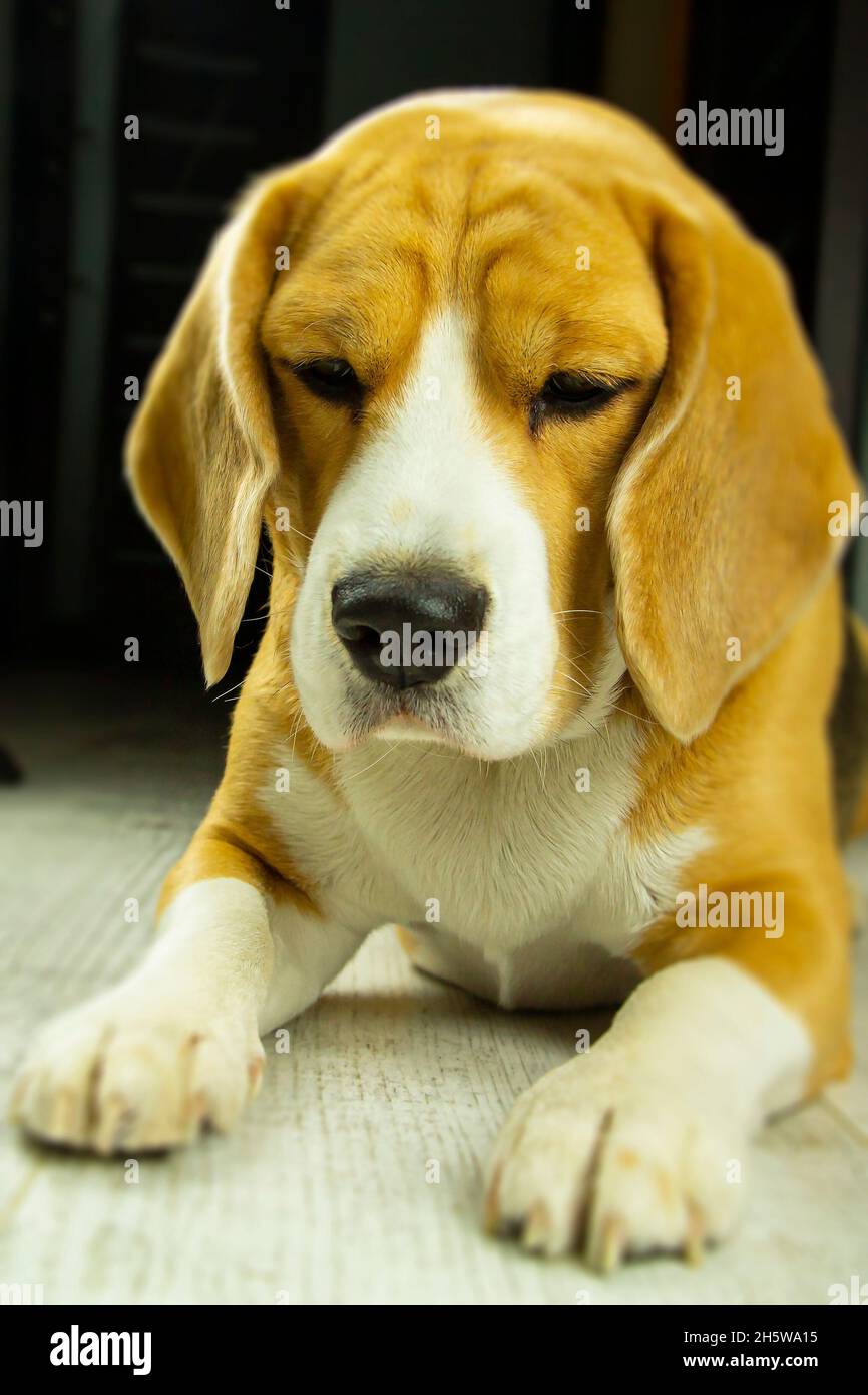 Foto di un cane di aquila purosangue con un collare, seduto a casa e in attesa del proprietario Foto Stock