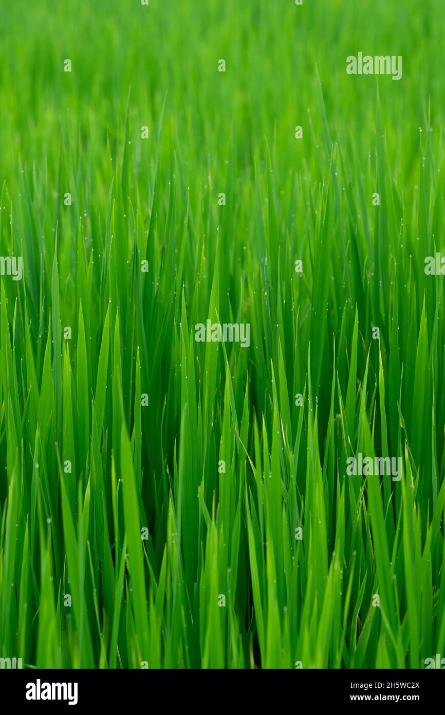 Risaia anche conosciuto come foglie di raccolto di riso nella fattoria. Messa a fuoco selettiva utilizzata. Foto Stock Risaia anche conosciuto come foglie di raccolto di riso nella fattoria. Messa a fuoco selettiva utilizzata. Foto Stock