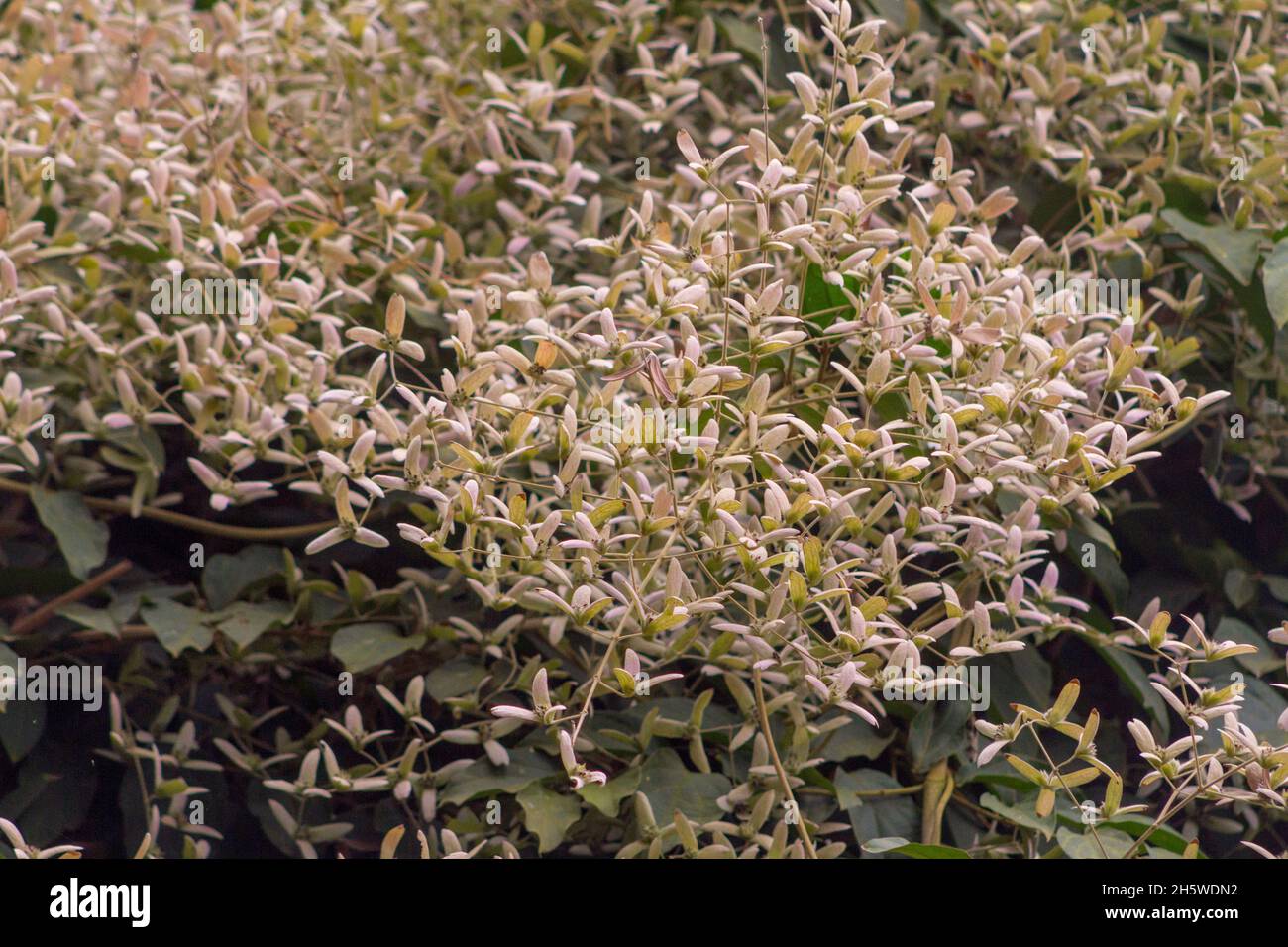 pianta conosciuta come congeia a rio de janeiro. Foto Stock