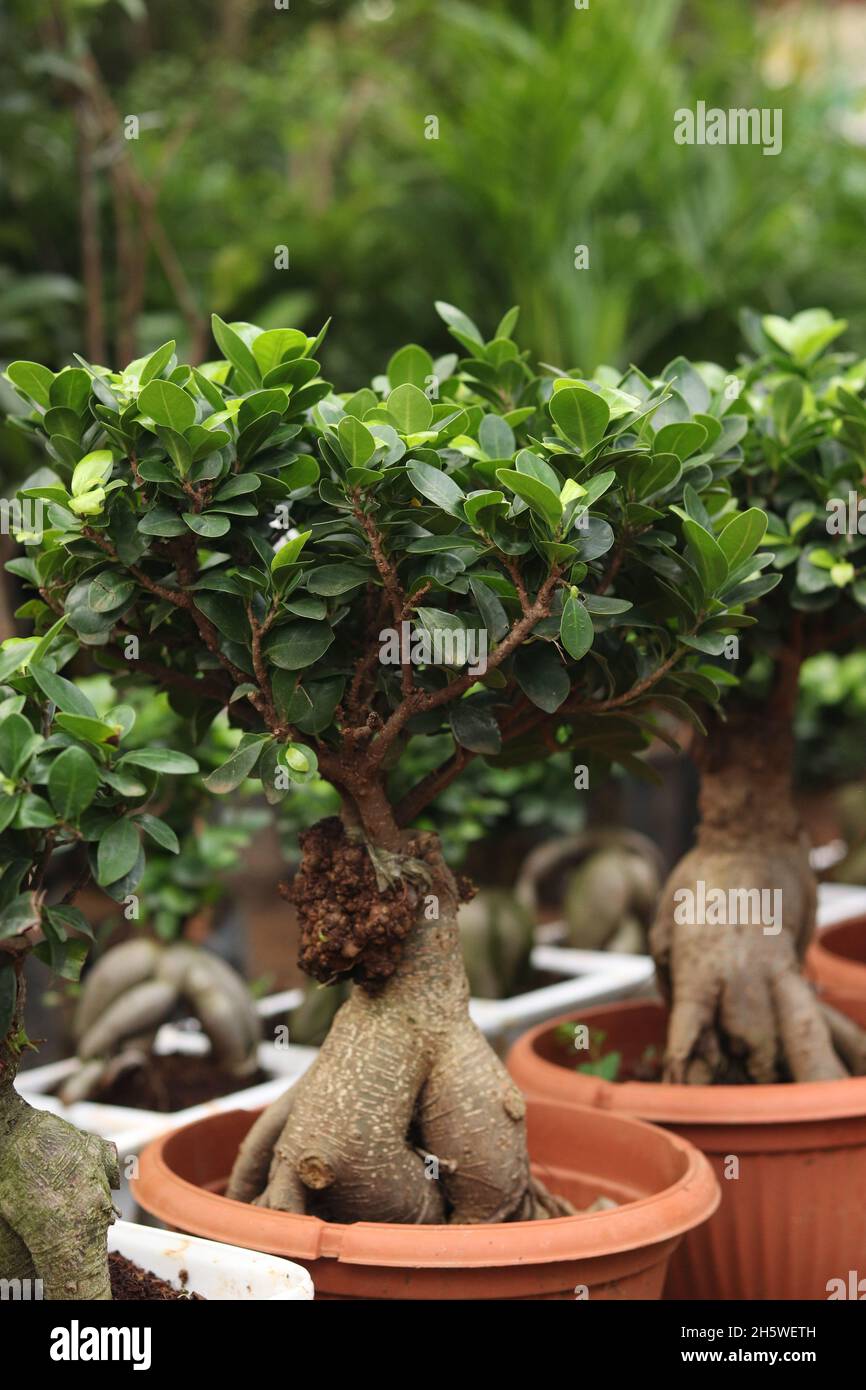 Impianto di bonsai Foto Stock