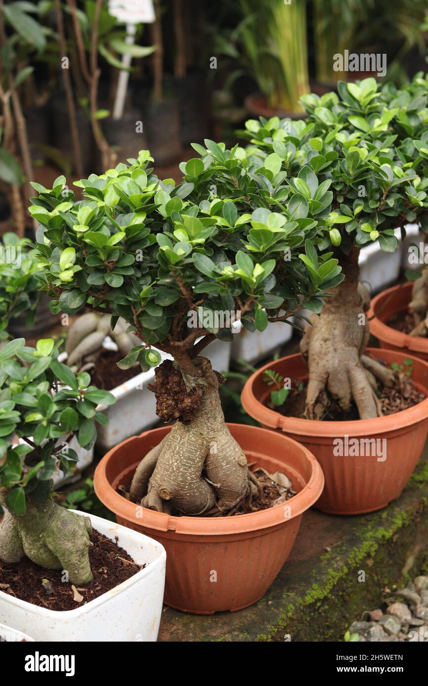 impianti interni bonsai Foto Stock