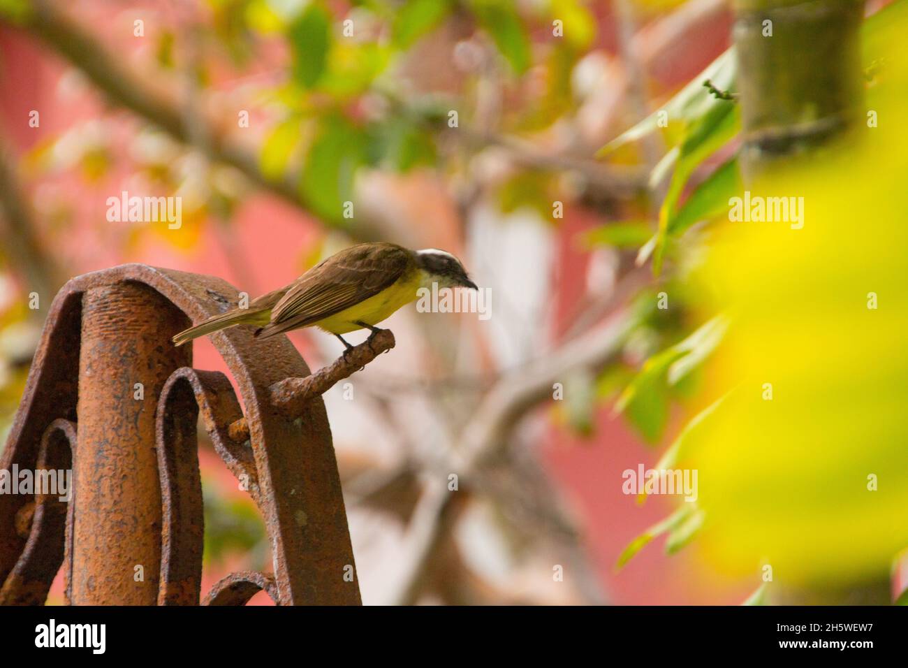 noto uccello vi ho visti all'aperto a rio de janeiro. Foto Stock