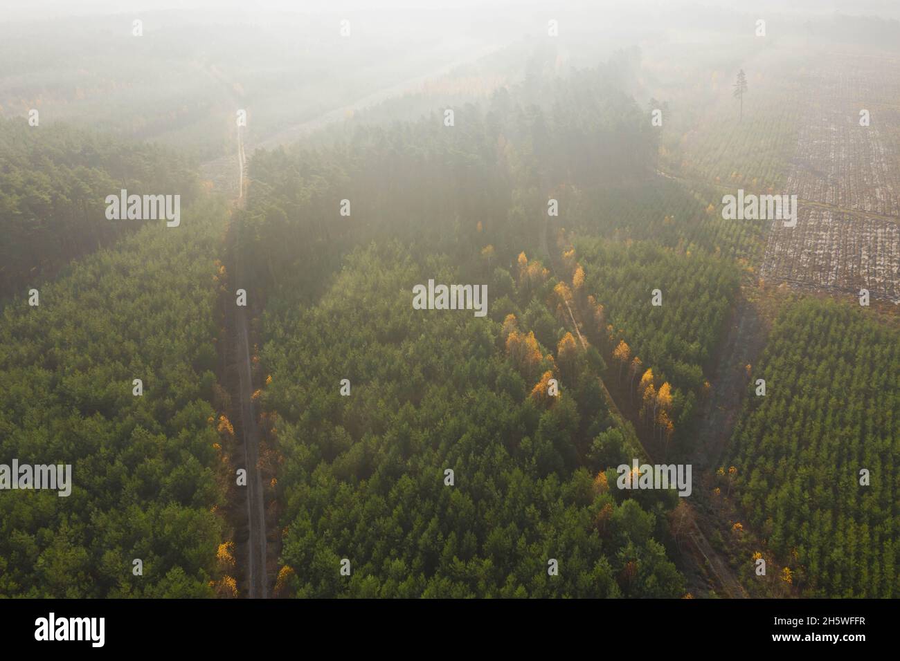 Una vasta pianura coltivata con pini. E' mattina d'autunno, una nebbia illuminata dai raggi del sole si innalza sulla foresta. Vista dal drone. Foto Stock