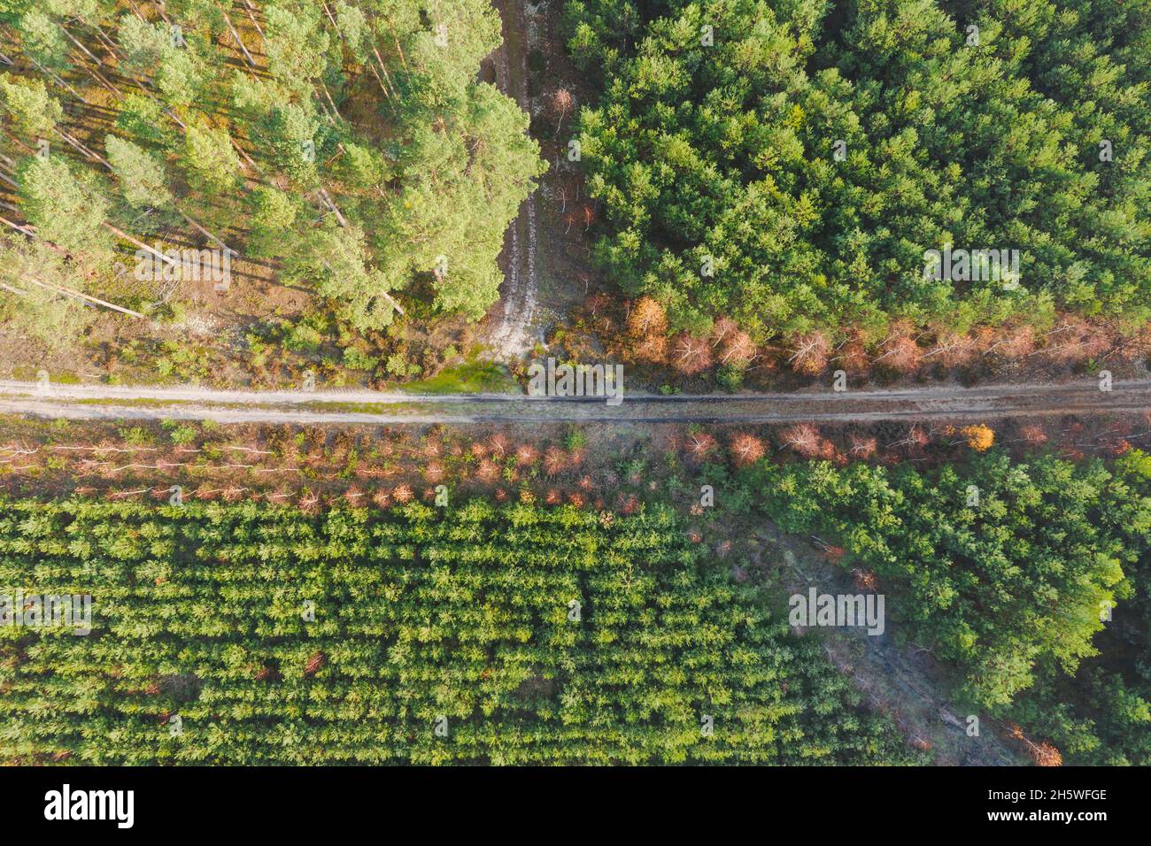 Pineta. Due foreste, strade sterrate intersecanti ad angolo retto. Vista dal drone. Foto Stock