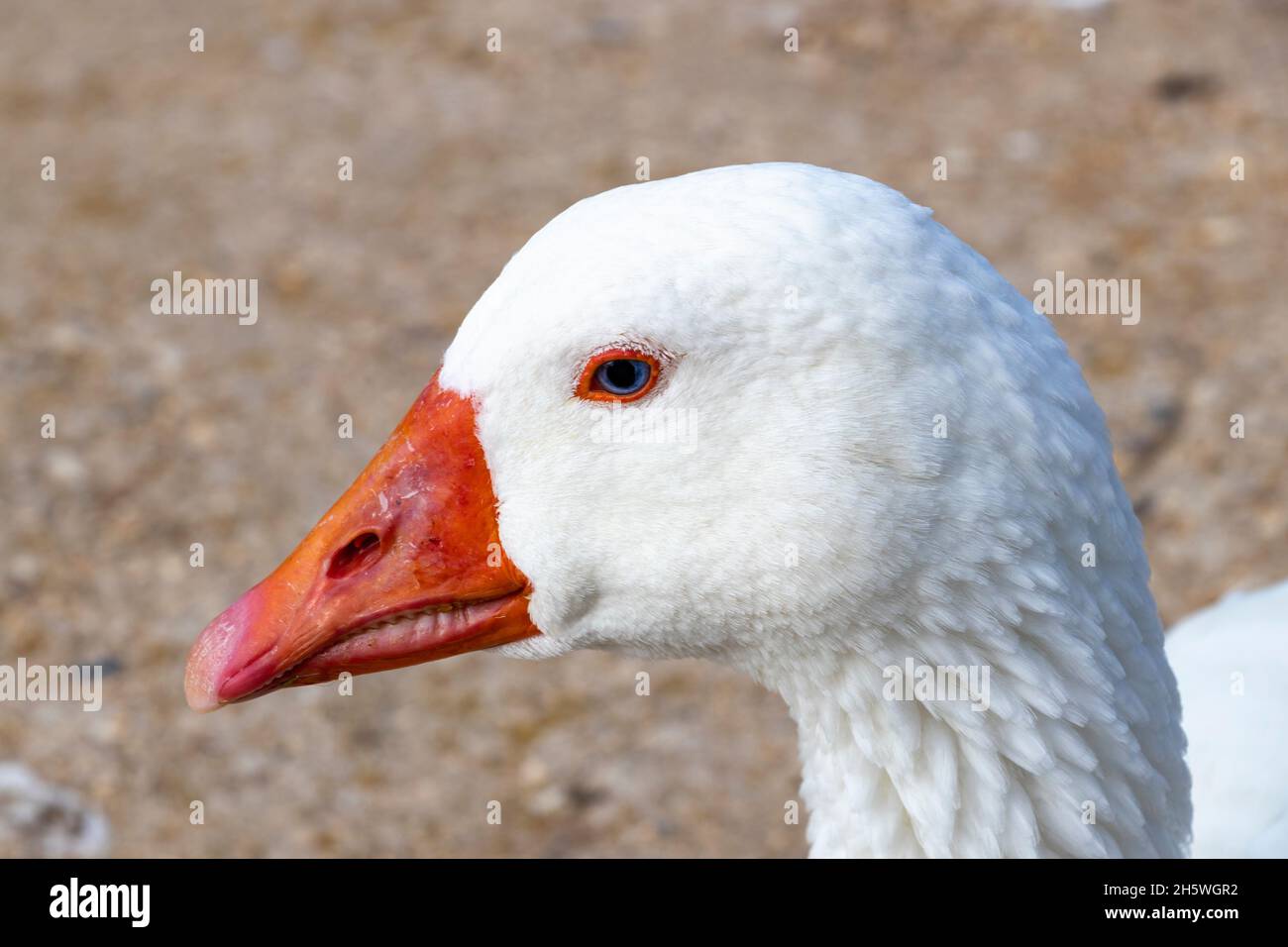 Dettaglio della testa di un'oca bianca Foto Stock