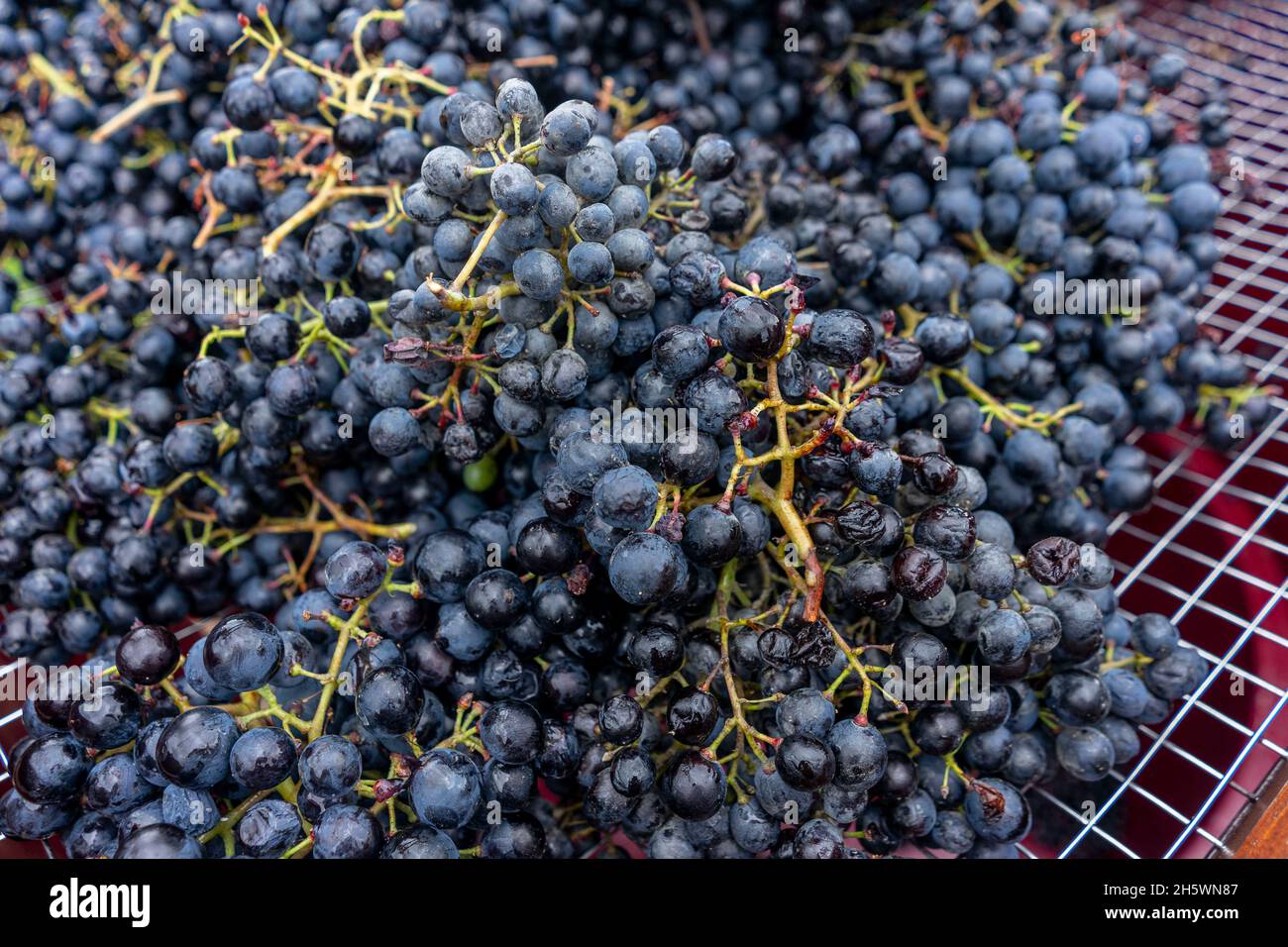 Tradizionale raccolta a mano di uve e preparazione alla fermentazione. Foto Stock