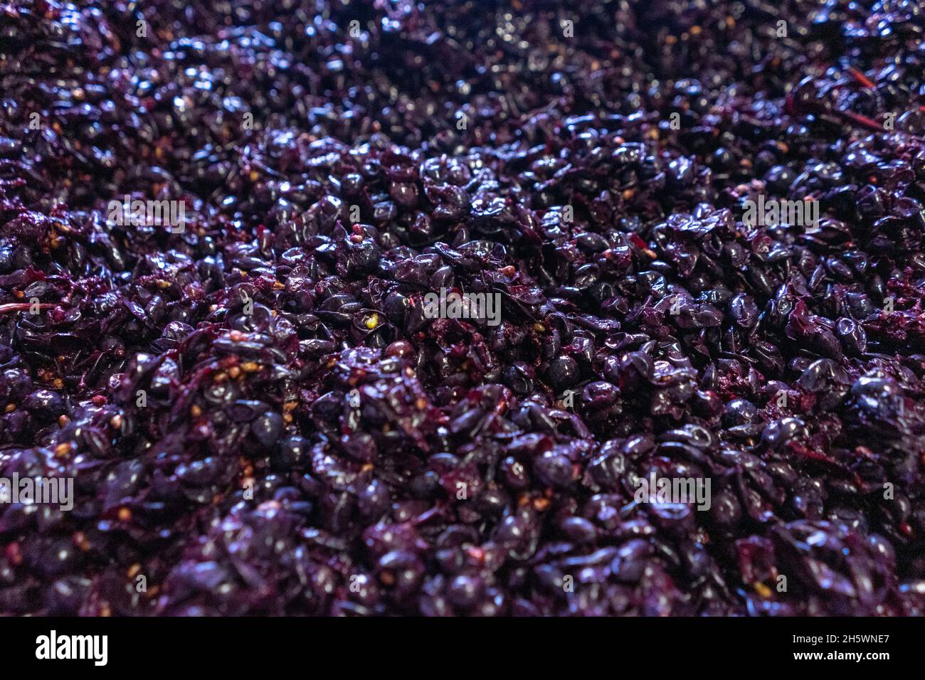 Tradizionale raccolta a mano di uve e preparazione alla fermentazione. Foto Stock