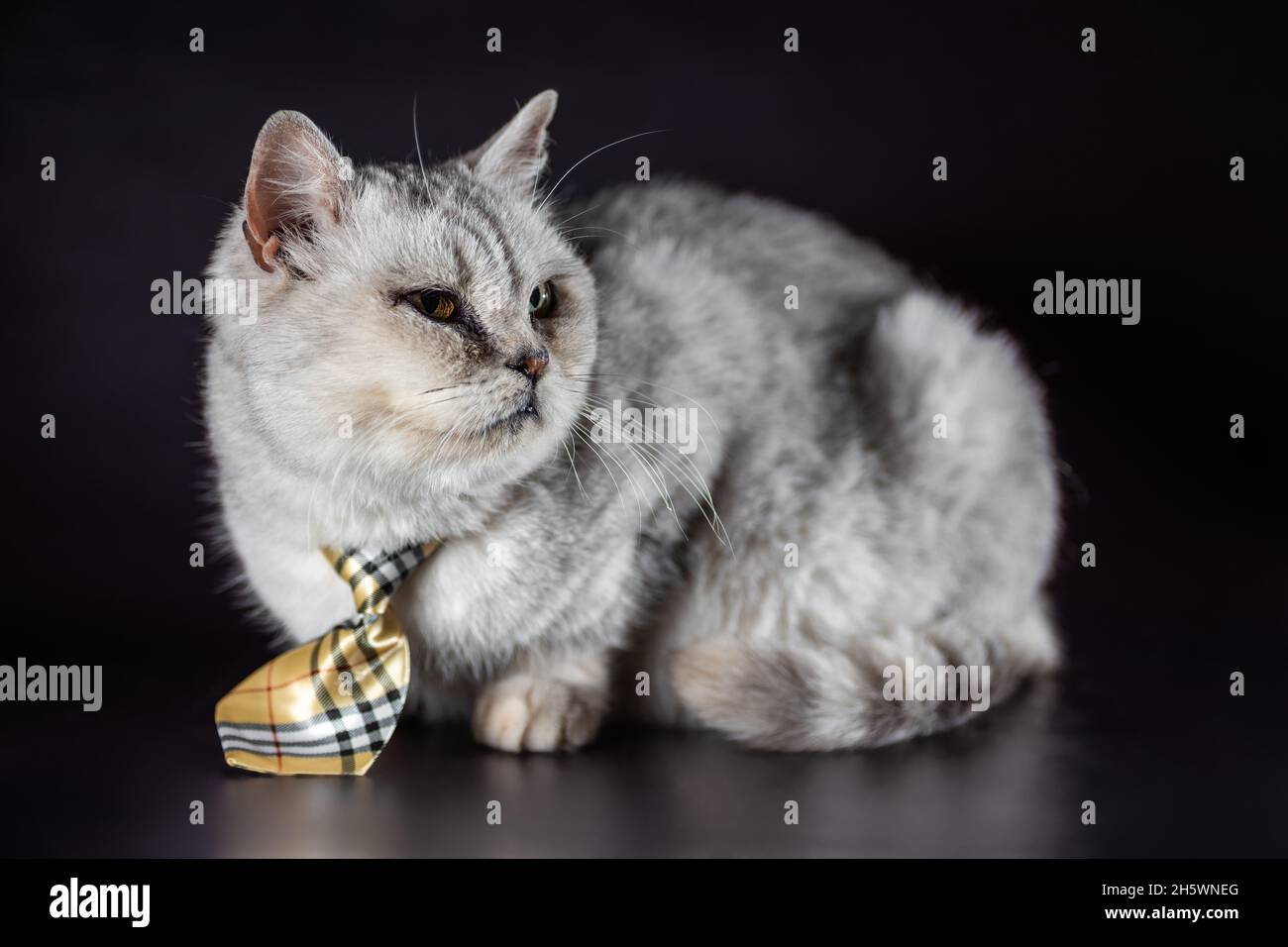 un gatto grigio in una cravatta su uno sfondo nero scatto studio Foto Stock