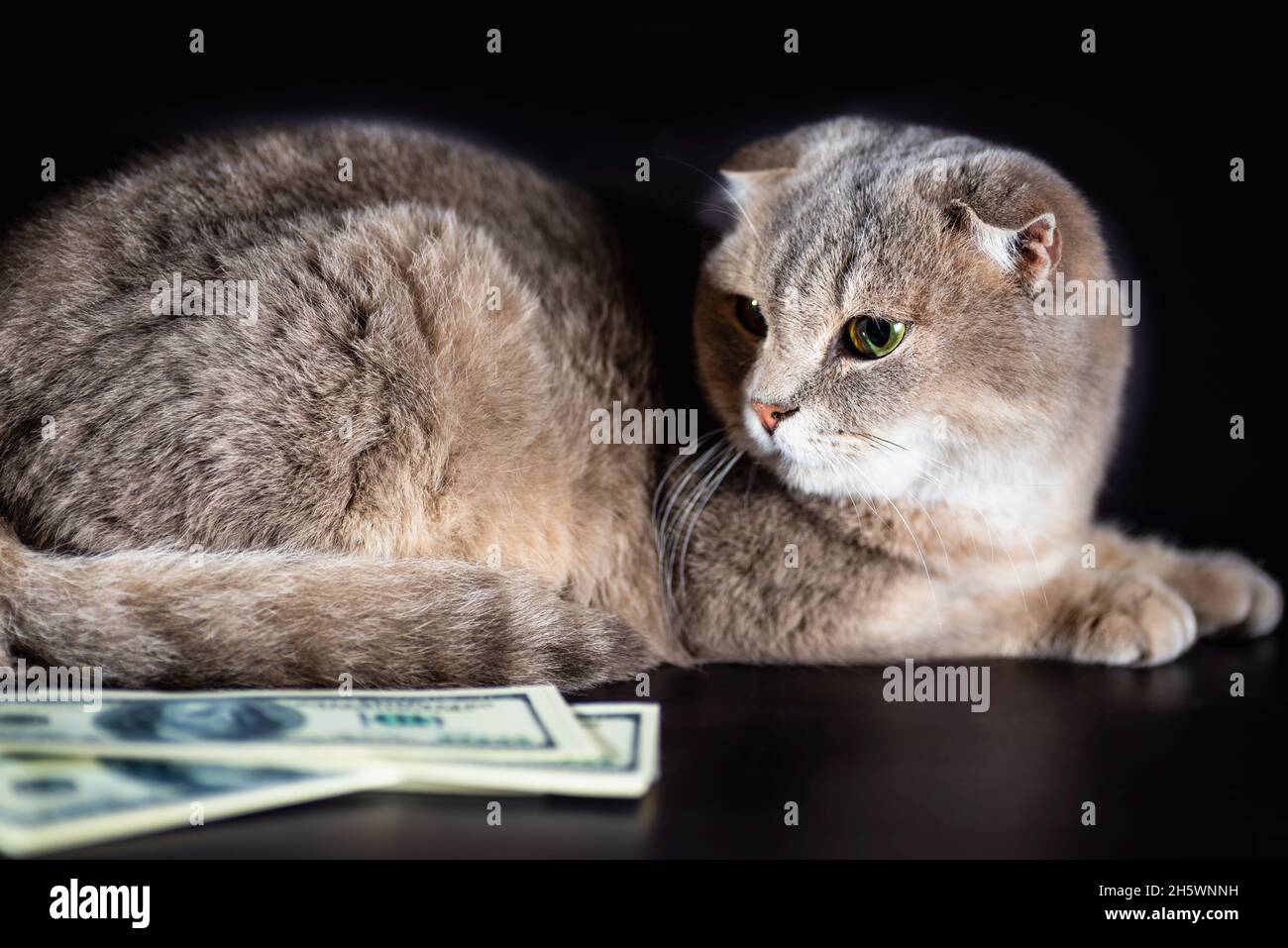 british fold cat e dollaro bollette su sfondo nero studio shot Foto Stock