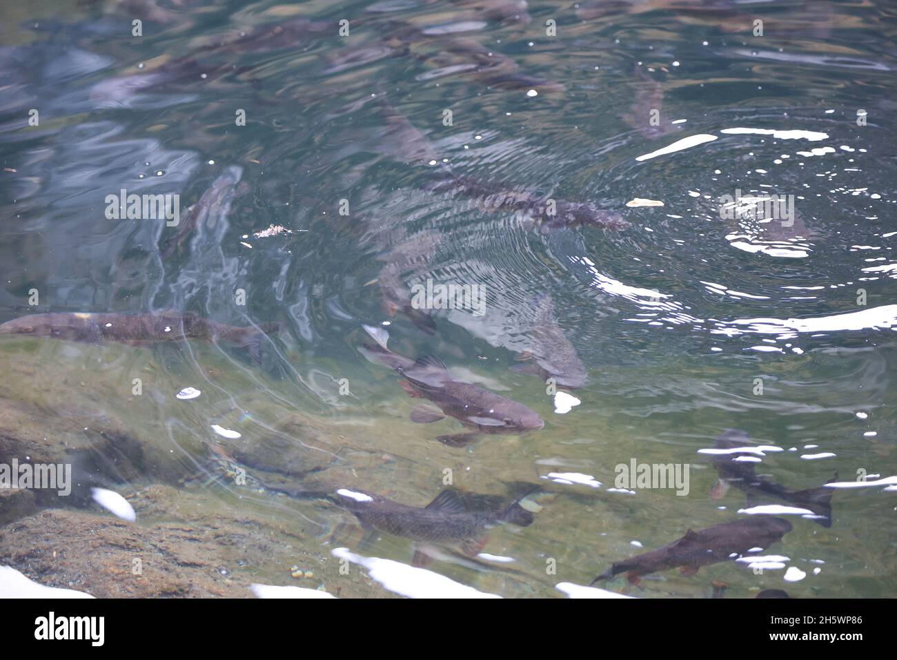 Fischschwarm im See, fiume natue con un sacco di pesci d'acqua dolce, fische im Piburger See, Tirolo Foto Stock