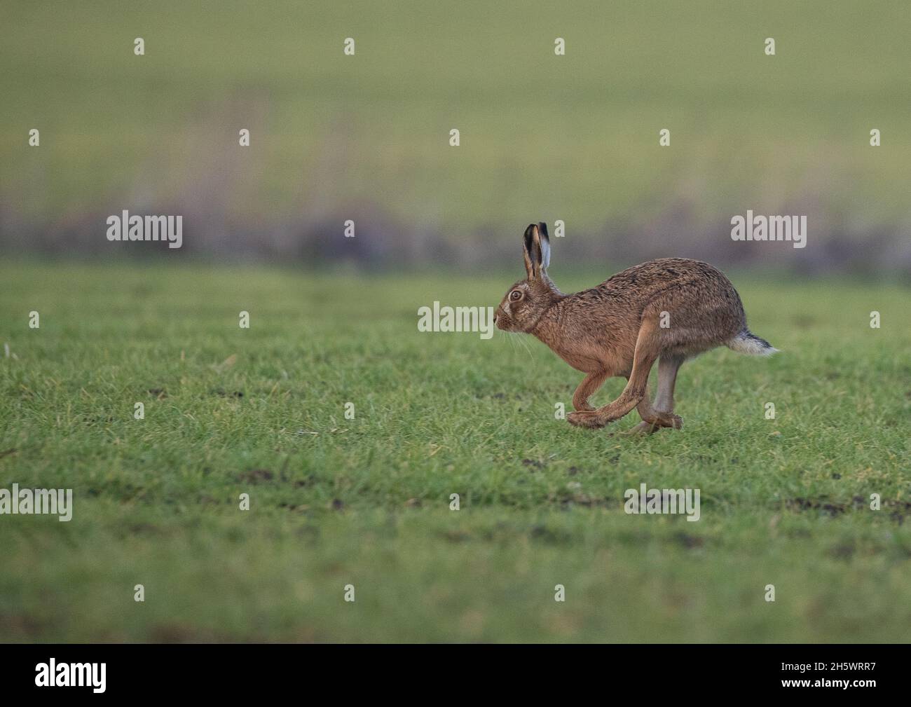 Una Lepre marrone che corre veloce attraverso un campo di grano degli agricoltori. Mostrando come le sue gambe lunghe si mazzano per dargli sollevamento e velocità. Suffolk , Regno Unito Foto Stock