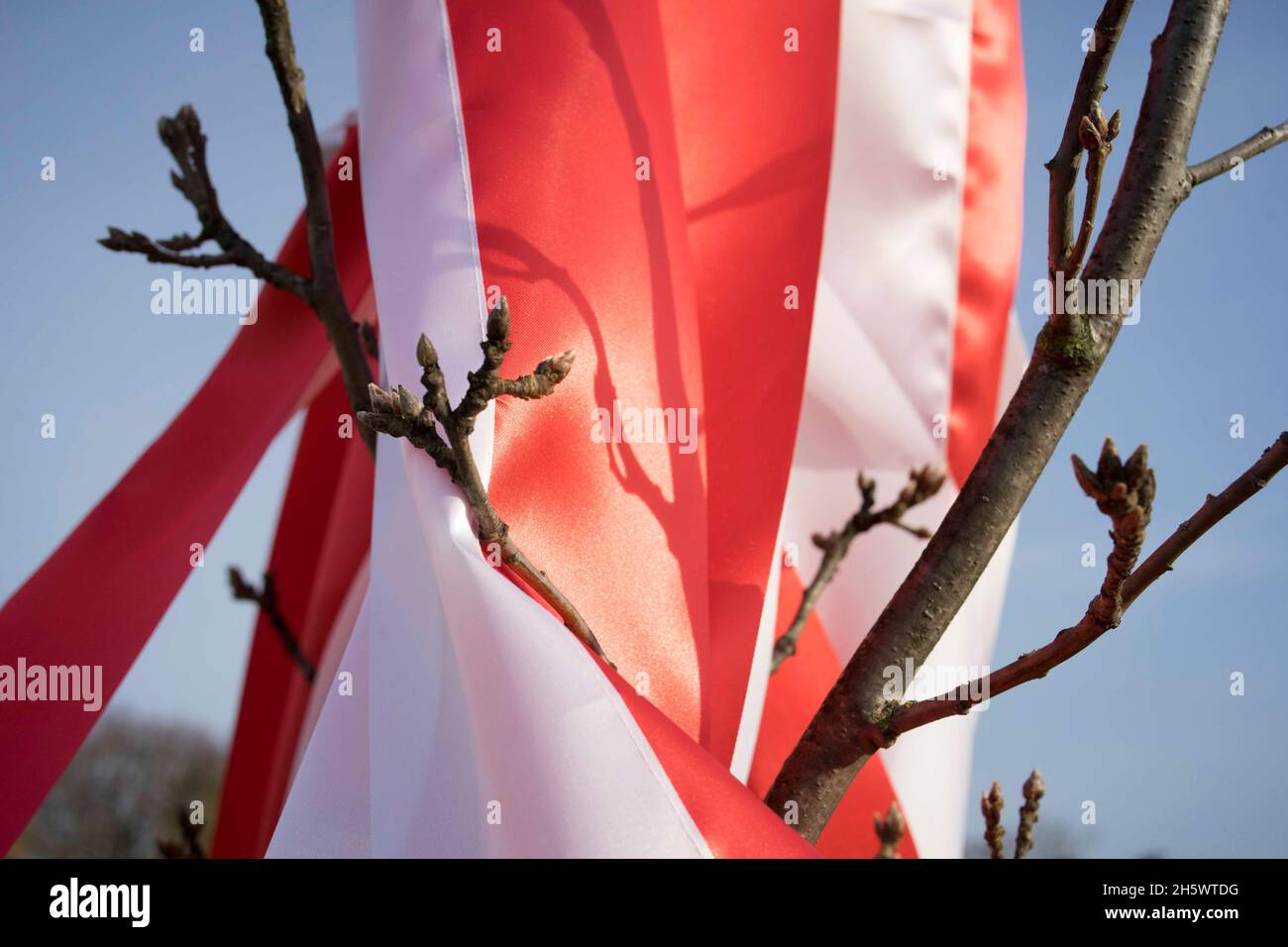 Poznan, Wielkopolska, Polonia. 11 Nov 2021. Lo spazio pubblico decorato a Poznan il giorno dell'Indipendenza della Polonia. Nella foto: Quercia ''Jan'' decorata con colori nazionali, piantata in una delle tenute abitative nel 2018 per commemorare il 100° anniversario della Polonia che riconquistò l'indipendenza. SOLO PER USO EDITORIALE. La pubblicazione in contesto negativo è vietata. (Credit Image: © Dawid Tatarkiewicz/ZUMA Press Wire) Credit: ZUMA Press, Inc./Alamy Live News Foto Stock