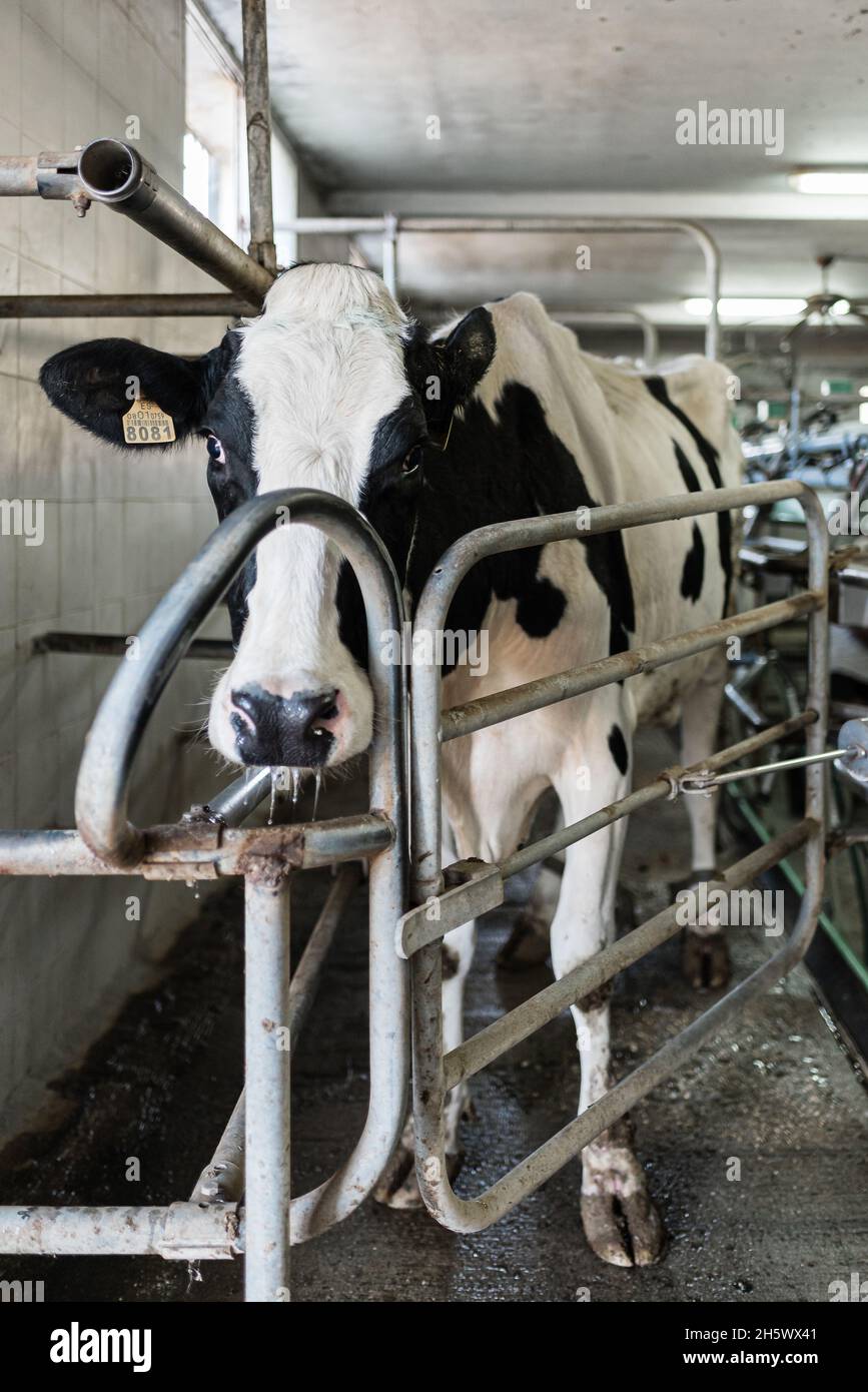 Mucca da latte in un salone di mungitura della mucca con attrezzatura  meccanizzata di mungitura Foto stock - Alamy