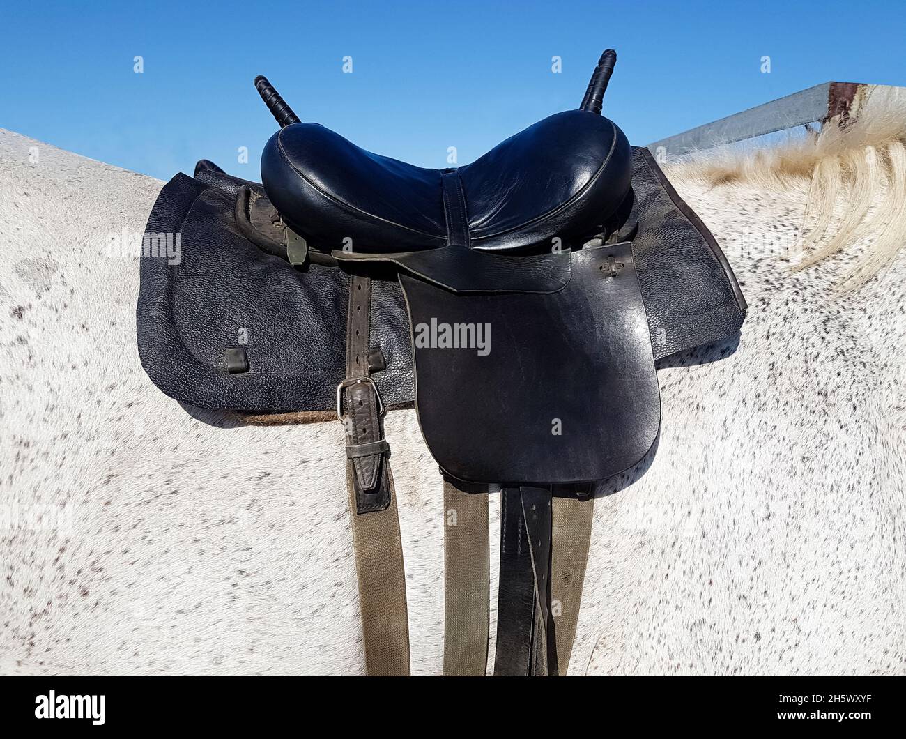 Sella in pelle con cinture sul dorso di un cavallo Foto Stock