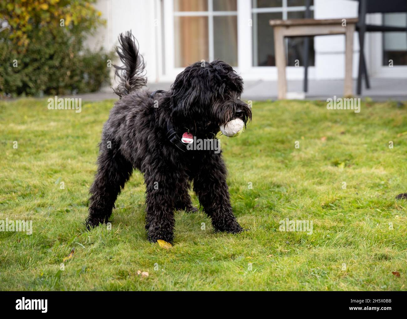 giovane cane nero labradoodle in piedi in un giardino su erba verde con una palla in bocca. In attesa di giocare Foto Stock