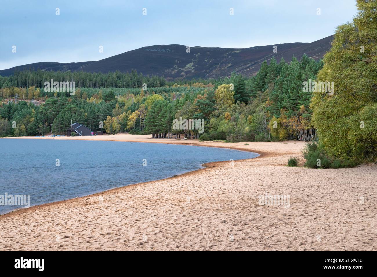 La sabbia dorata sulle rive di Loch Morlich Foto Stock