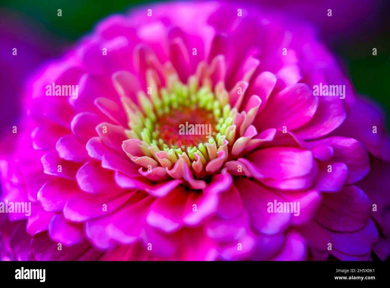 Zinnia comune (Zinnia elegans) è raffigurato, 9 luglio 2011, a Columbus, Mississippi. Le zinnie sono native del Messico e sono state raccolte per la prima volta nel 1789. Foto Stock