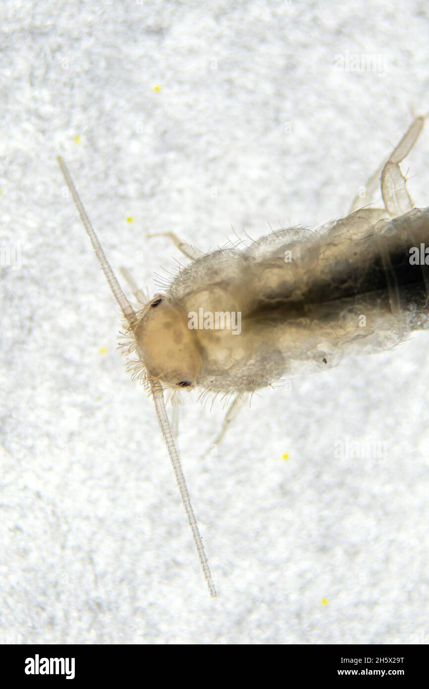 Testa argentea in macro close-up estremo. Lepepisma saccarinum Foto Stock