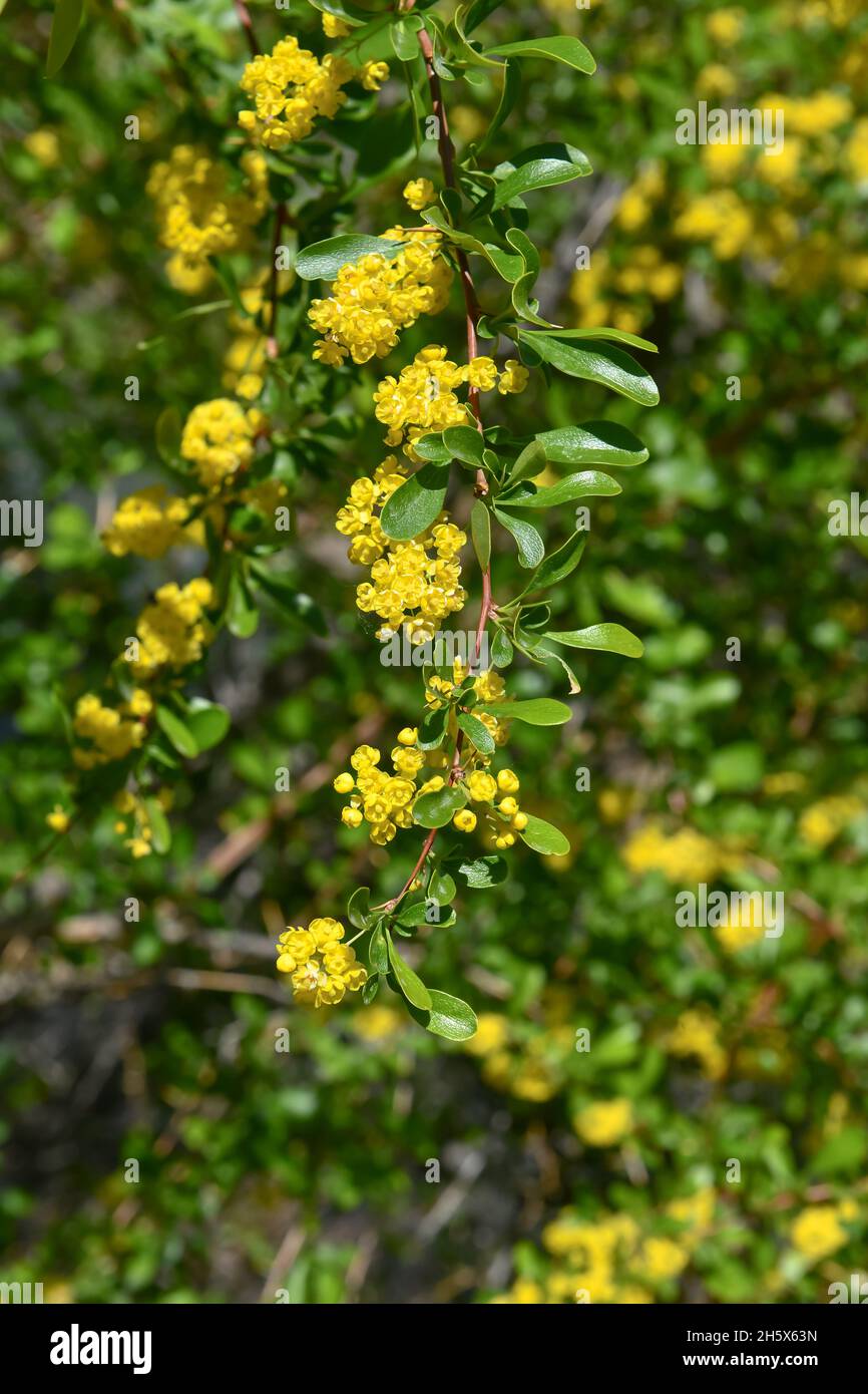 Fiori gialli di alyssum, genere di piante della famiglia Cabbage, sparato in estate in Asia. Foto Stock