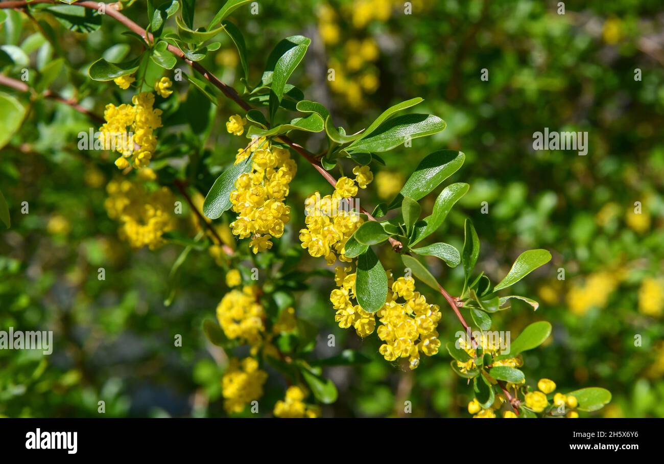 Fiori gialli di alyssum, genere di piante della famiglia Cabbage, sparato in estate in Asia. Foto Stock