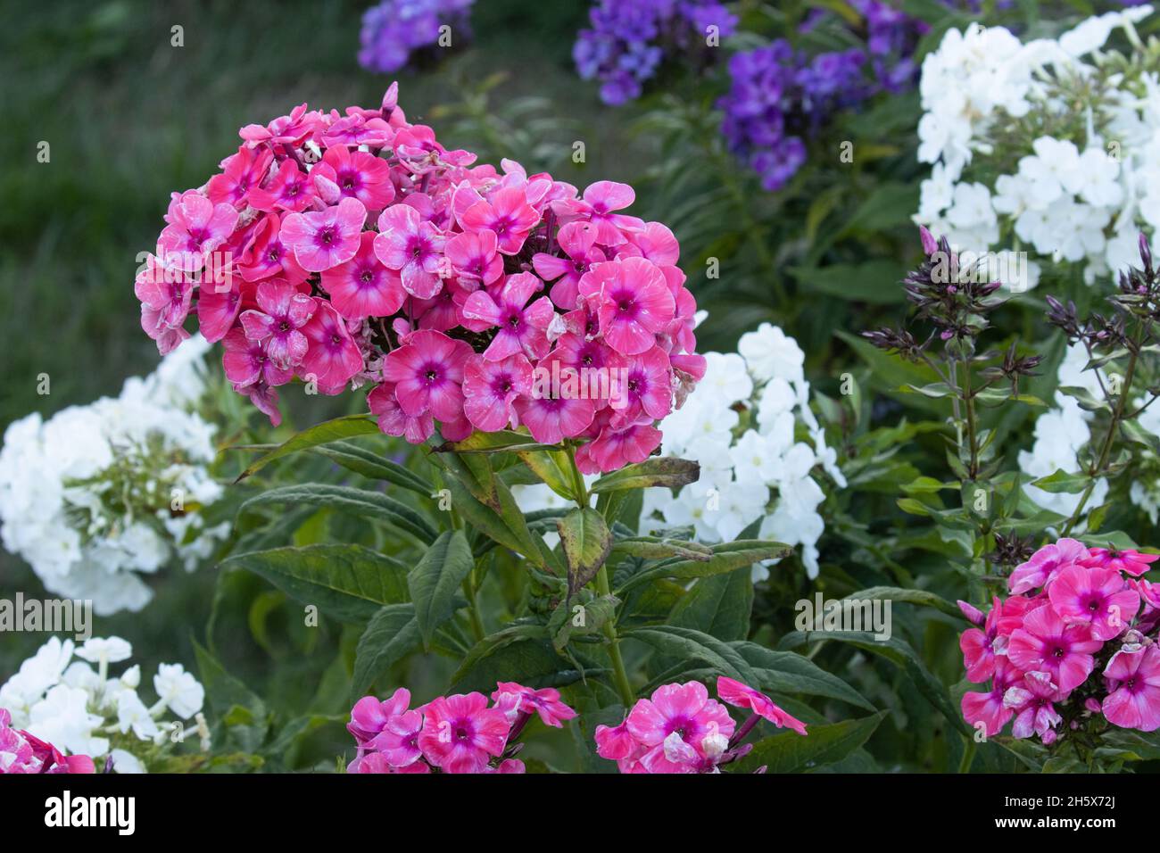 Primo piano delle diverse variazioni di colore delle Phloxes nel giardino europeo. Foto Stock