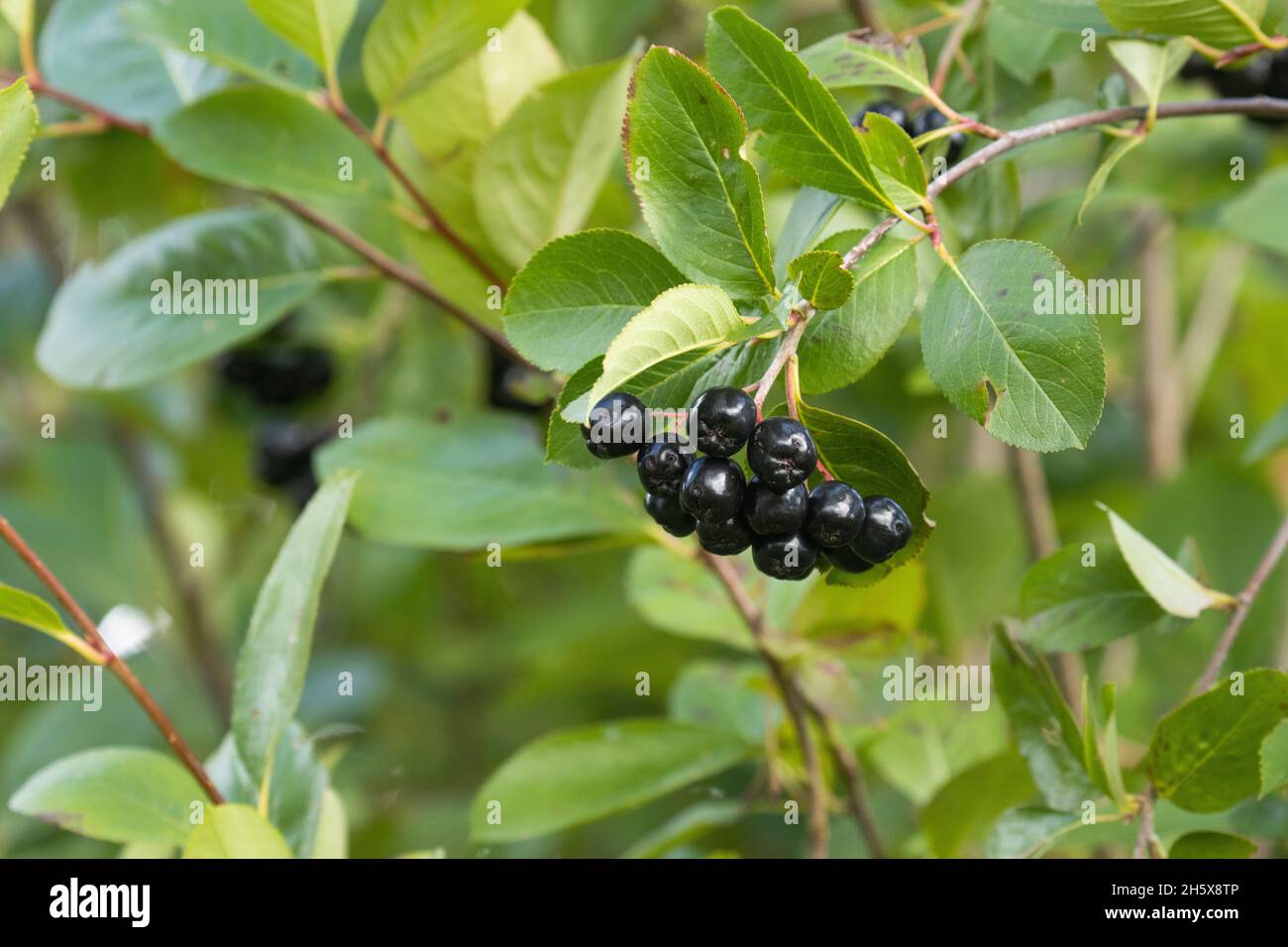 Primo piano di un acero scuro e maturo, Sorbaronia mitschurinii in giardino estone, Nord Europa. Foto Stock