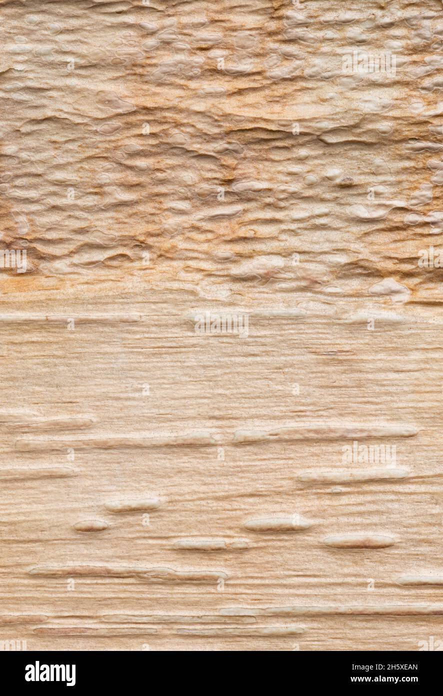 Corteccia testurizzata di un uccello rosso cinese (Betula albosinensis) Foto Stock