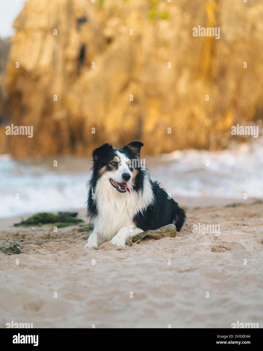 Carino cane Collie bordo nero con macchie bianche che giacciono sulla costa  vicino ondeggiante mare contro scogliere rocciose in natura il giorno  d'estate Foto stock - Alamy
