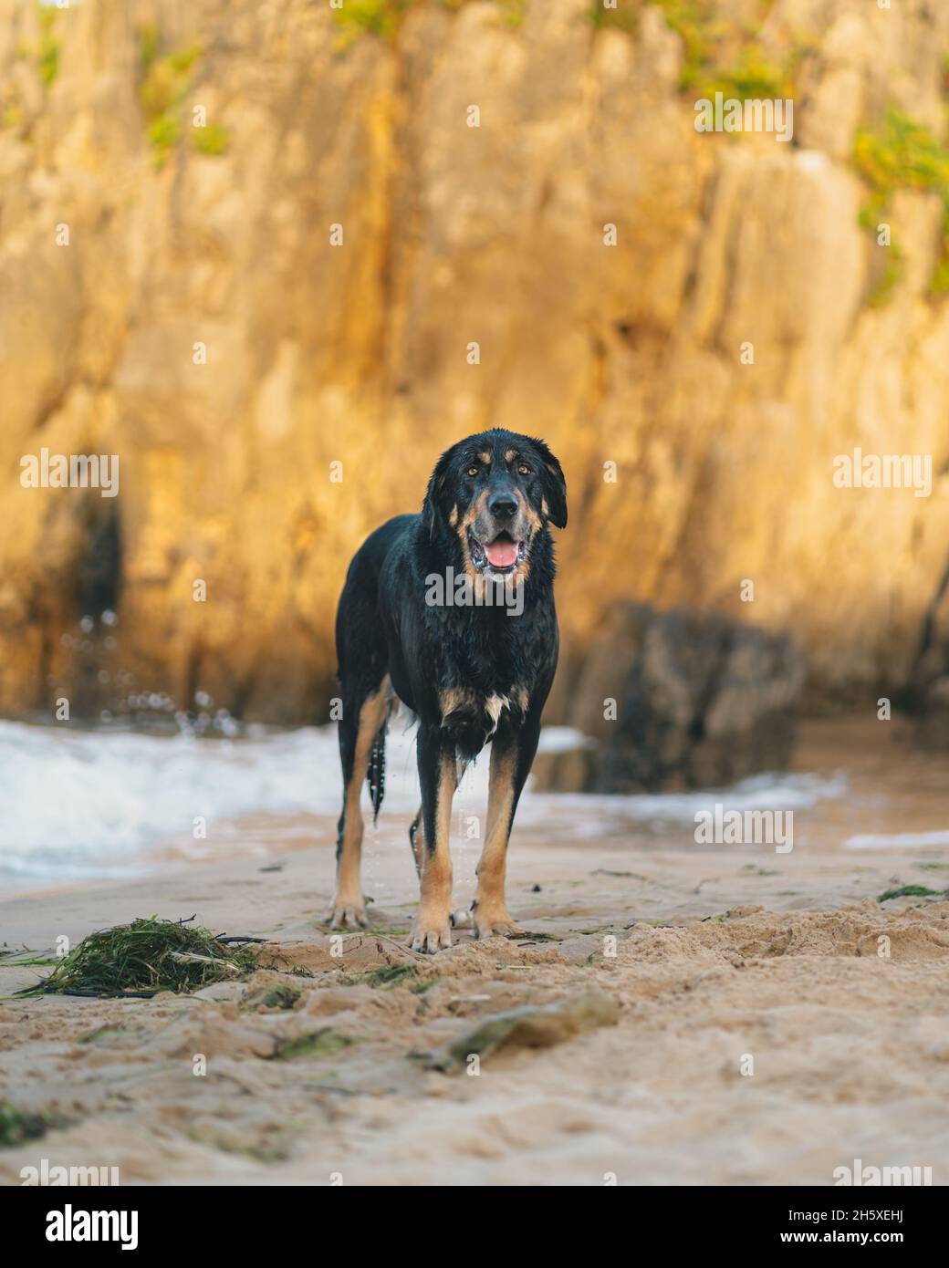Cane da caccia nero in piedi sulla riva vicino mare ondeggiante con spruzzi d'acqua contro ruvida scogliera rocciosa il giorno d'estate nella natura Foto Stock