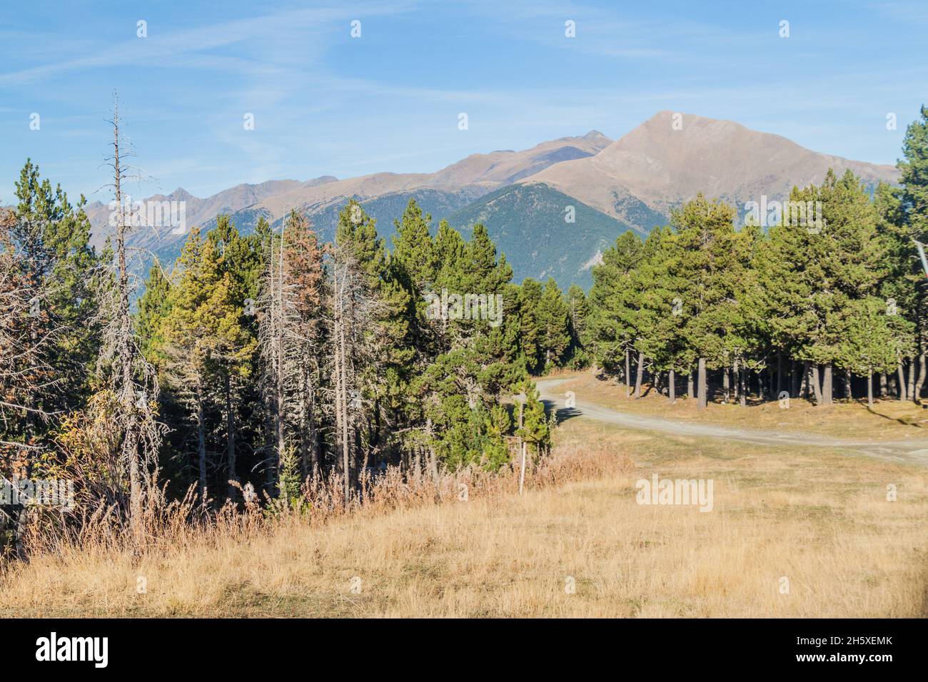 Foresta e montagne in Andorra Foto Stock