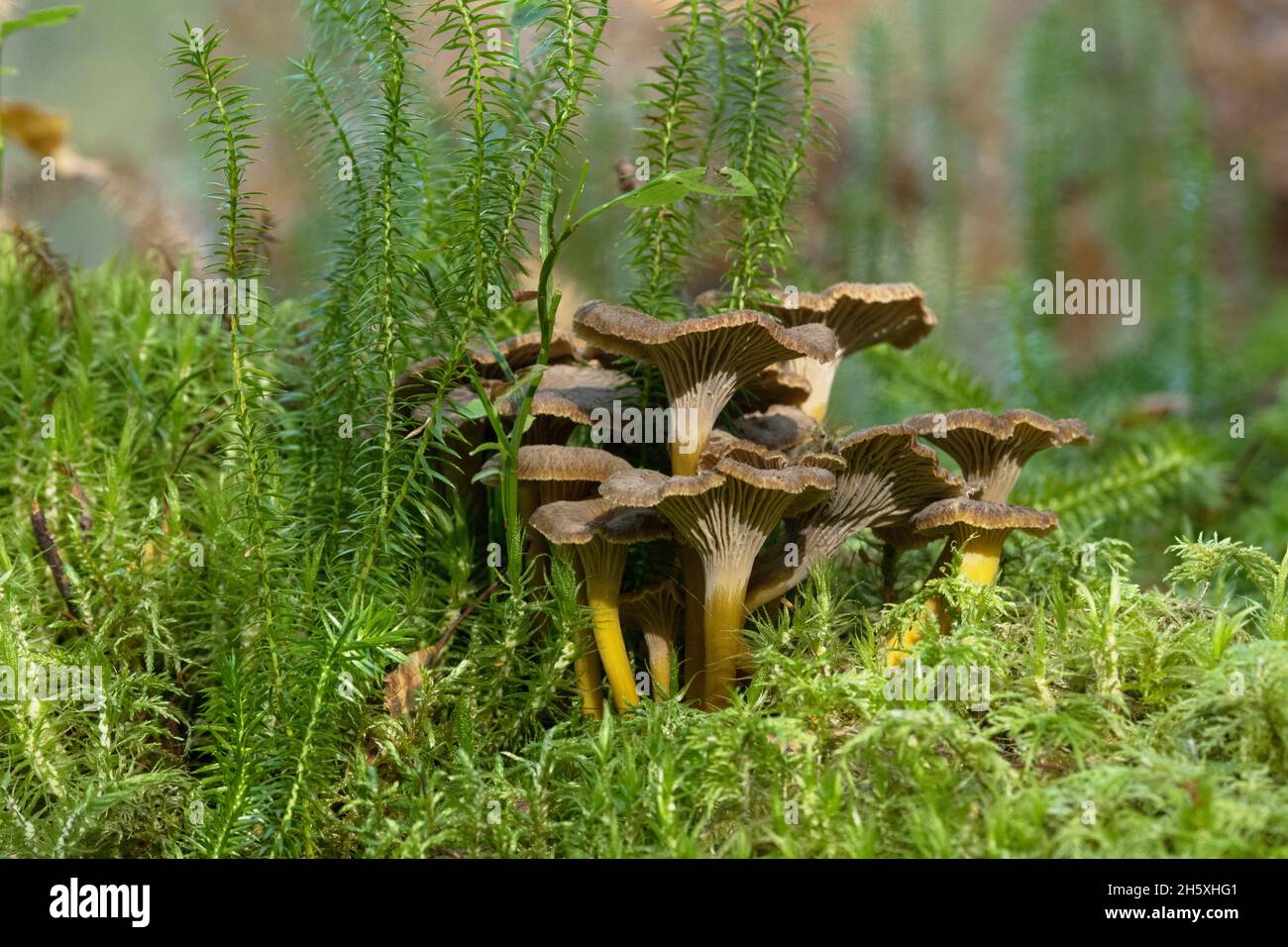 Un gruppo di funghi commestibili d'inverno, Craterellus tubaeformis crescere su un pavimento di foresta mossy in una bella luce autunnale. Foto Stock
