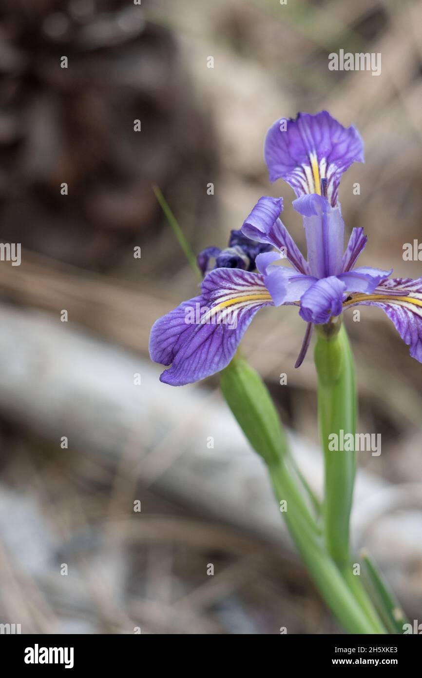 Infiorescenza di ciume viola fiorito di Western Mountain Blue, Iris Missouriensis, Iridaceae, originaria delle Montagne di San Bernardino, Springtime. Foto Stock