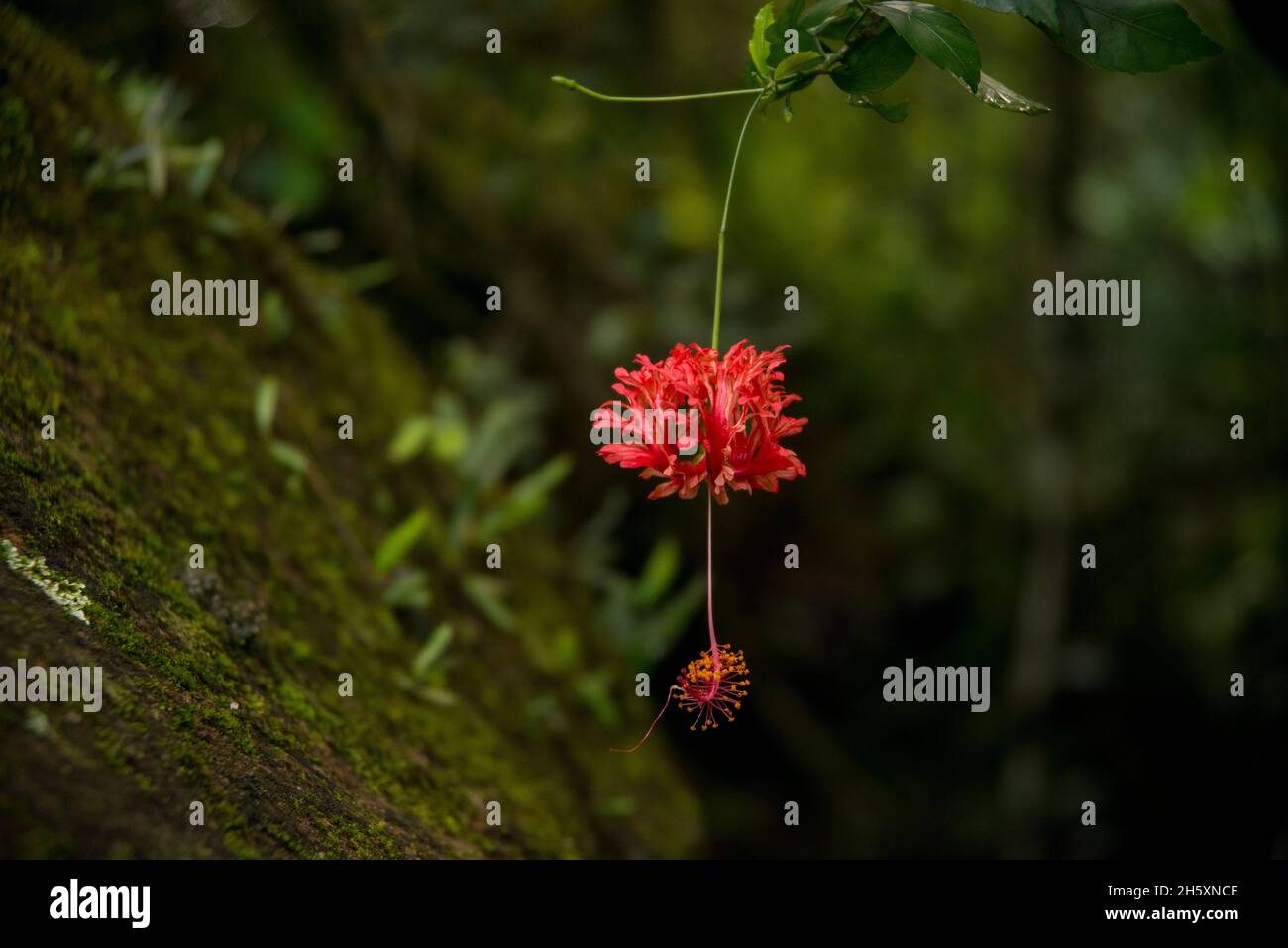 Ibiscus ragno, Hibiscus schizopetalus, pietra di fondo coltivata Foto Stock