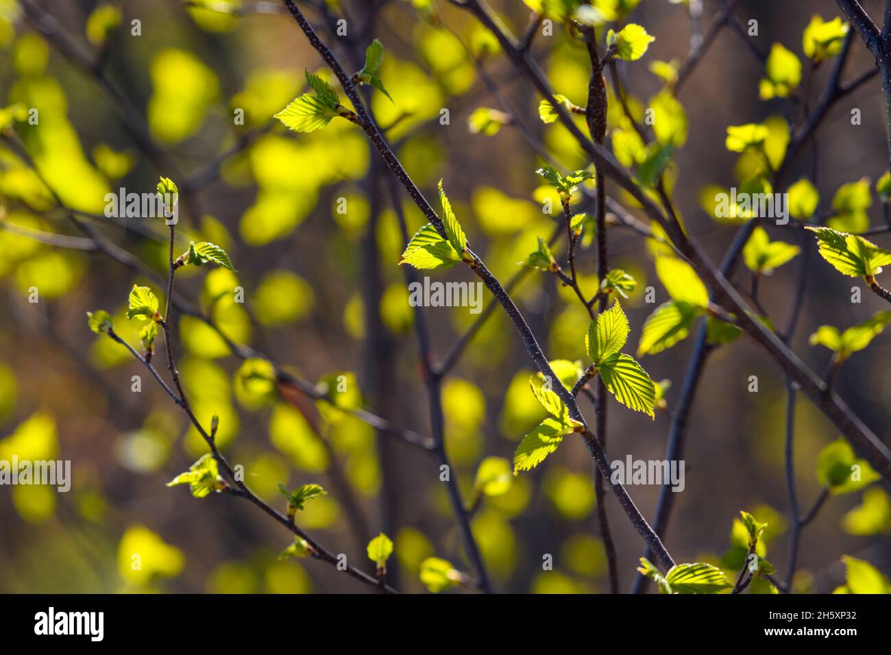 Foglie di primavera che emergono su alberi di betulla bianca (Betula papyrifera), Grande Sudbury, Ontario, Canada Foto Stock