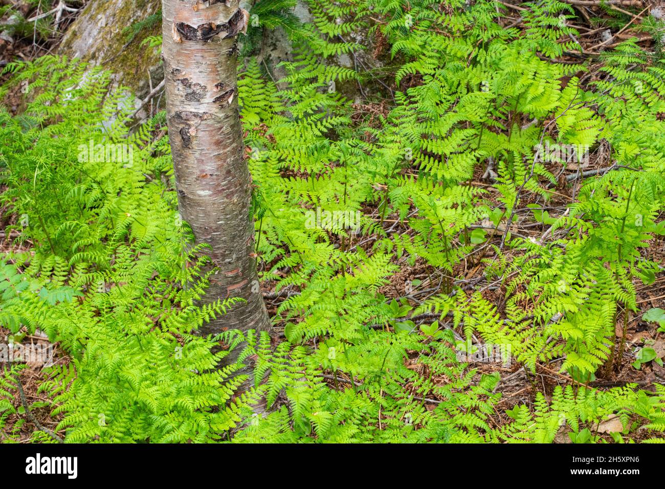 Ferna lungo il sentiero, Gros Morne National Park, Terranova e Labrador NL, Canada Foto Stock