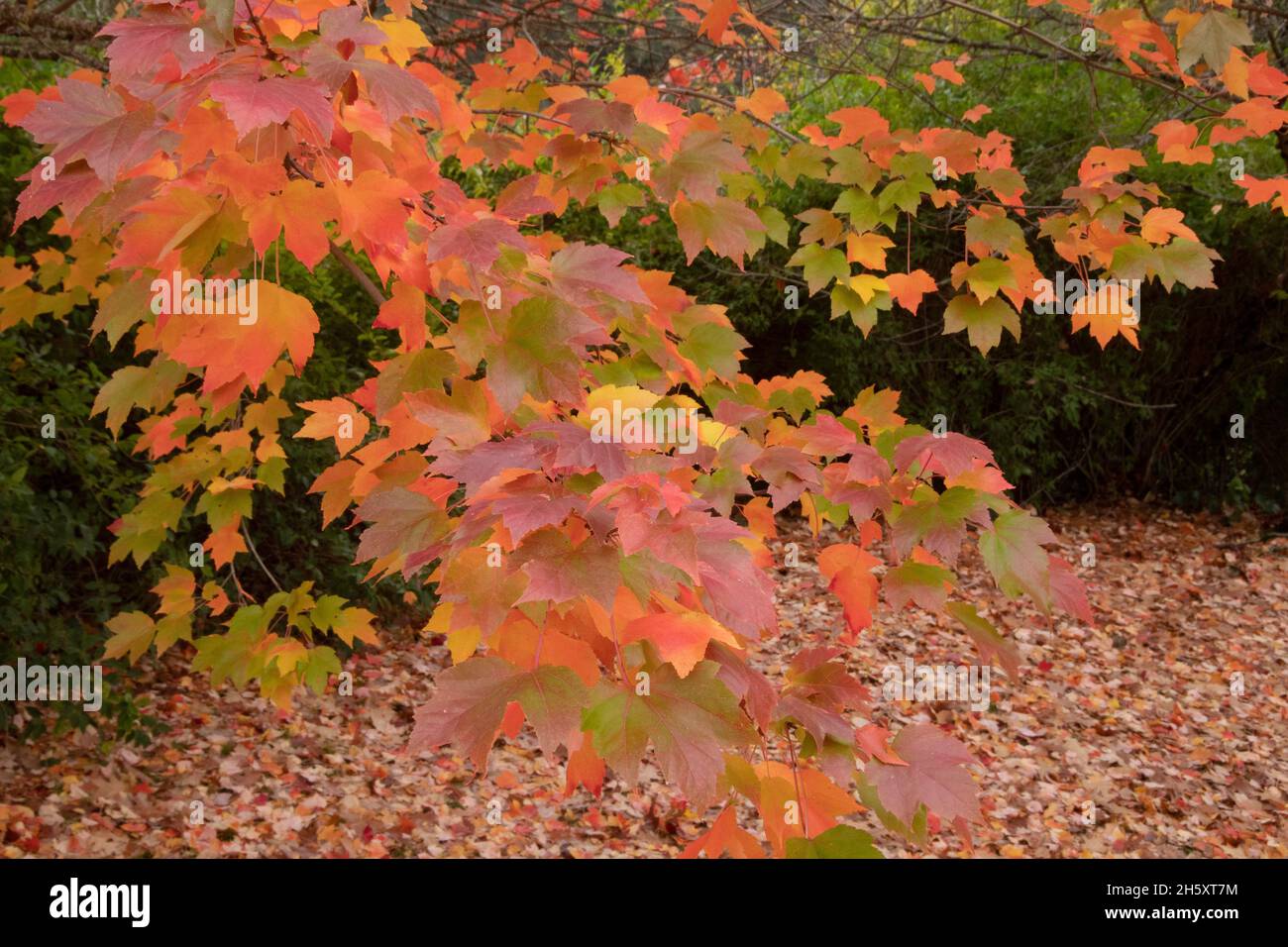 Red Maple (Acer rubrum) foglie d'autunno, Oregon, novembre Foto Stock