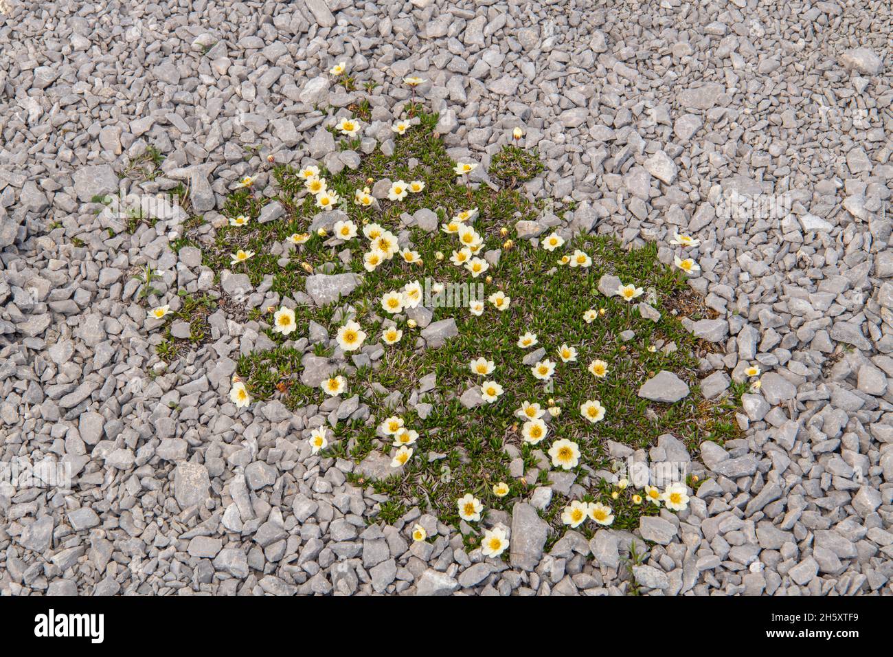 Bruciò Cape CINQUEFOIL (Potentilla pulchella), bruciò Cape Ecological Preserve, Raleigh, Terranova e Labrador NL, Canada Foto Stock