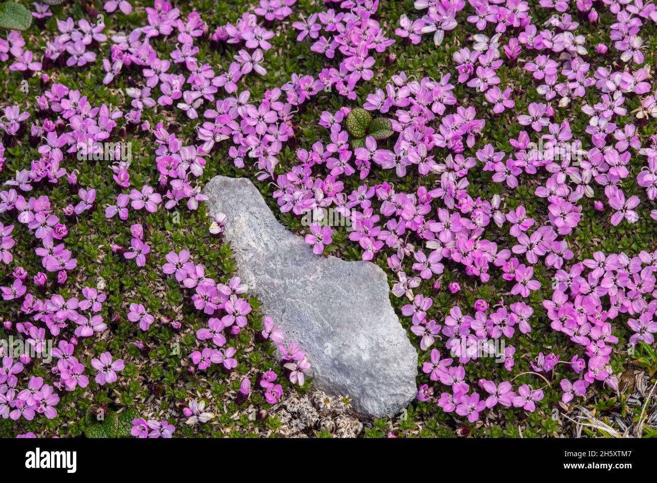 Moss campion (Silene acaulis), Burned Cape Ecological Preserve, Raleigh, Terranova e Labrador NL, Canada Foto Stock