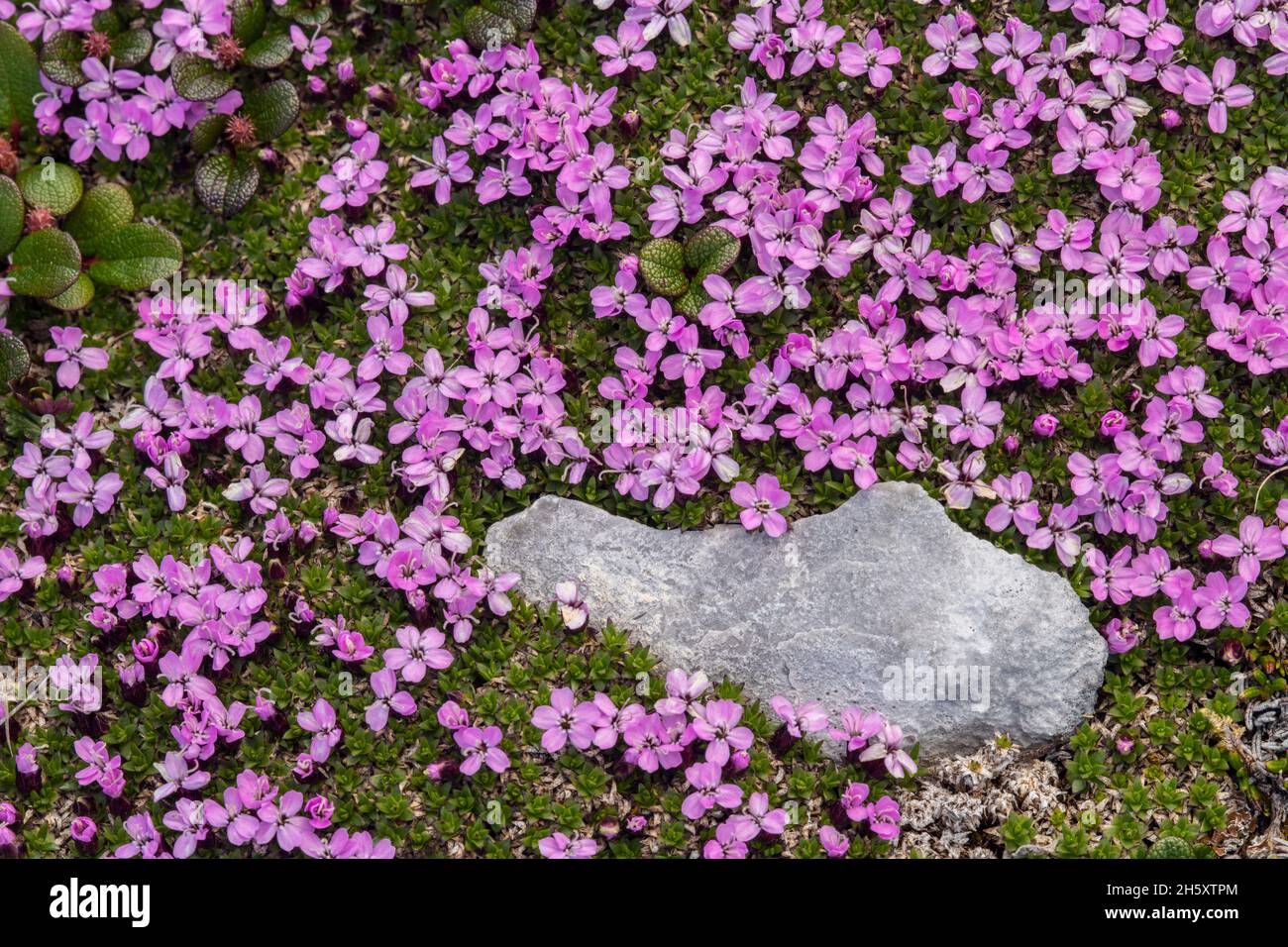 Moss campion (Silene acaulis), Burned Cape Ecological Preserve, Raleigh, Terranova e Labrador NL, Canada Foto Stock