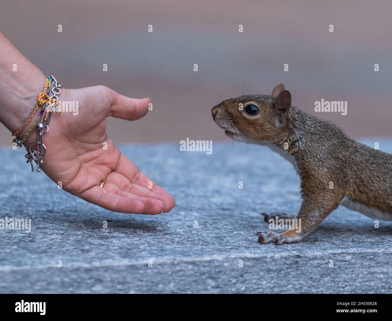 ritratto di scoiattolo grigio che si avvicina alla mano di una donna Foto Stock